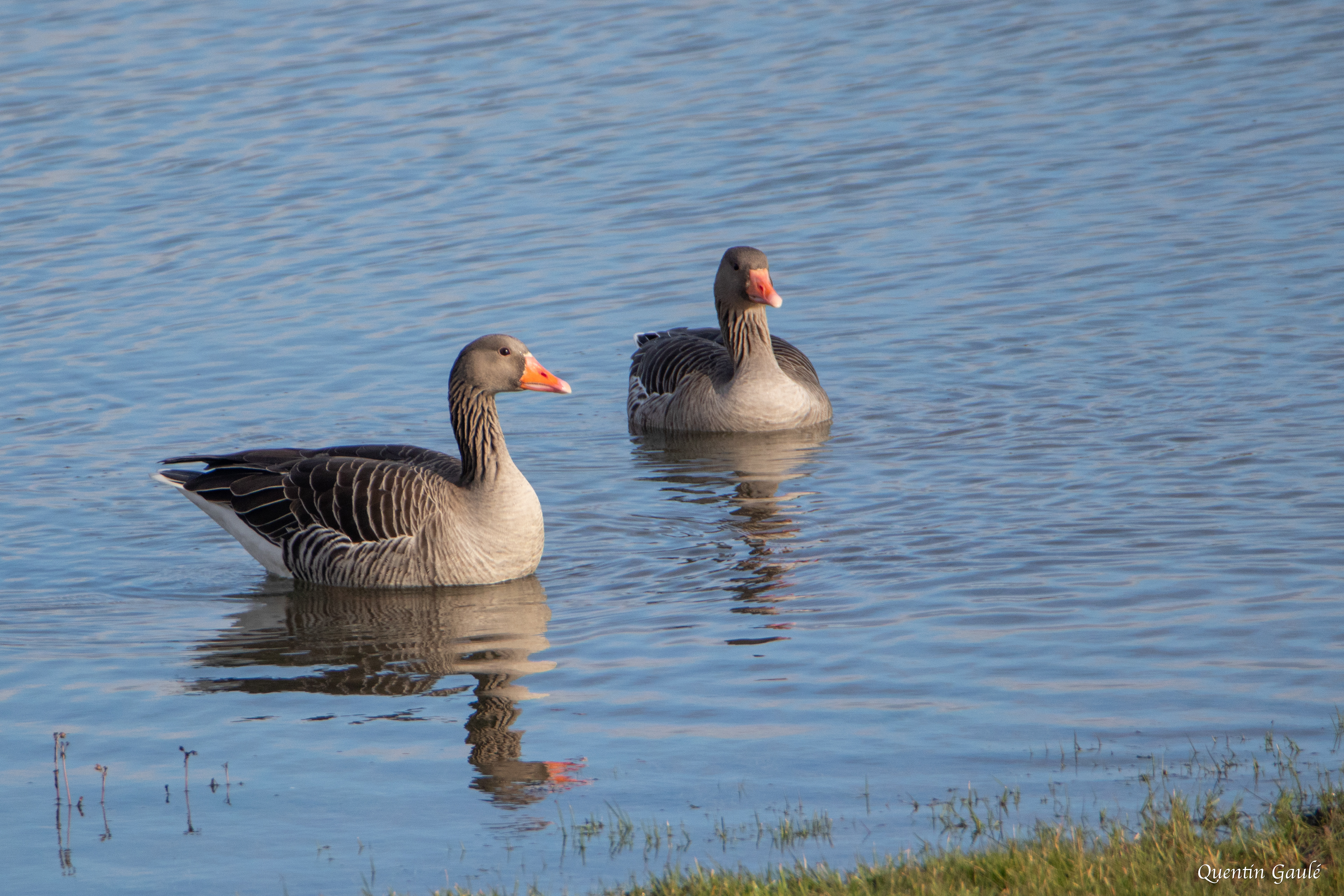 Oie cendrée (Anser anser) - Lac du Der-Chantecoq, Marne (51)