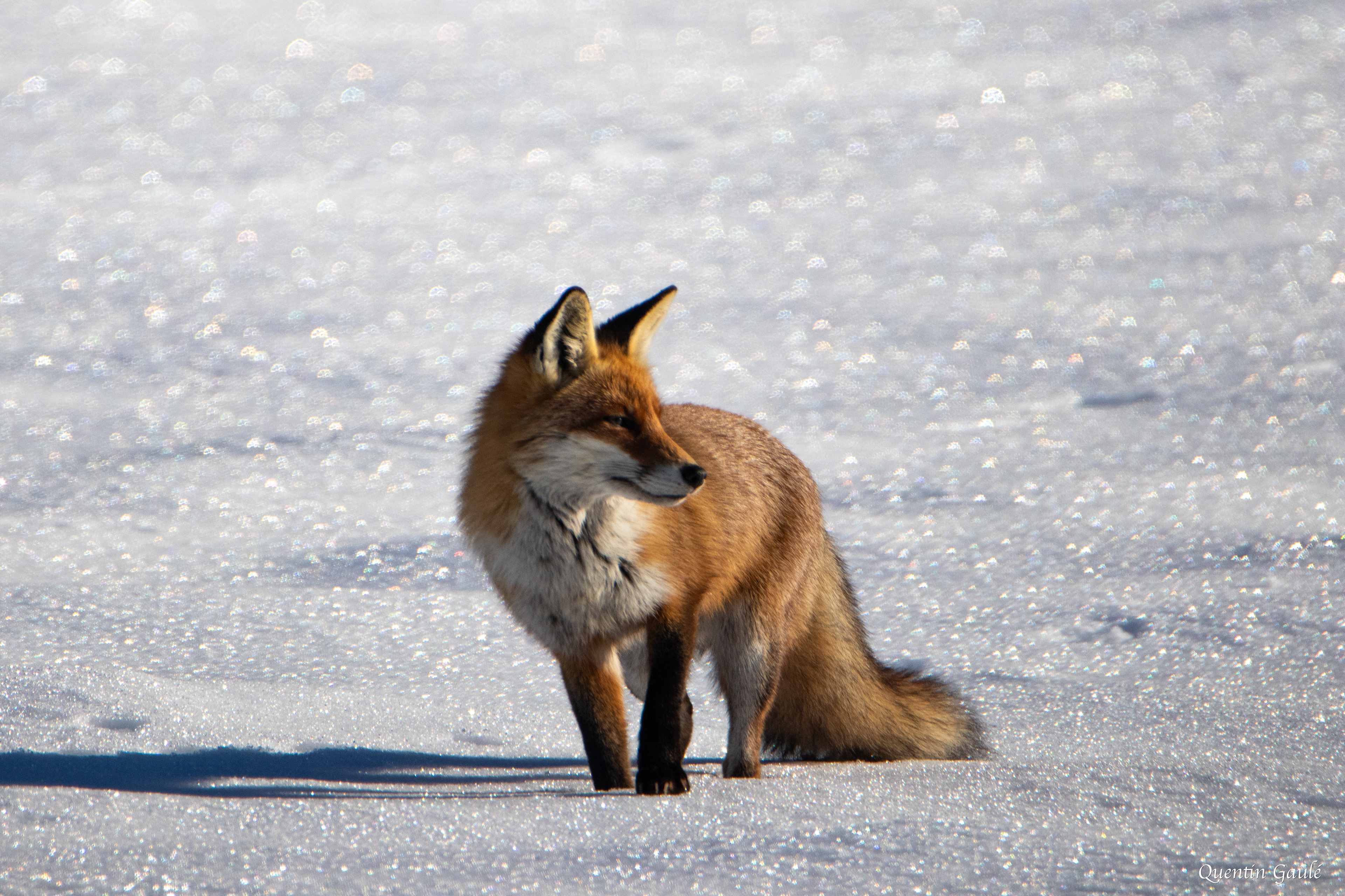 Renard roux (Vulpes vulpes) - Bugny (25)