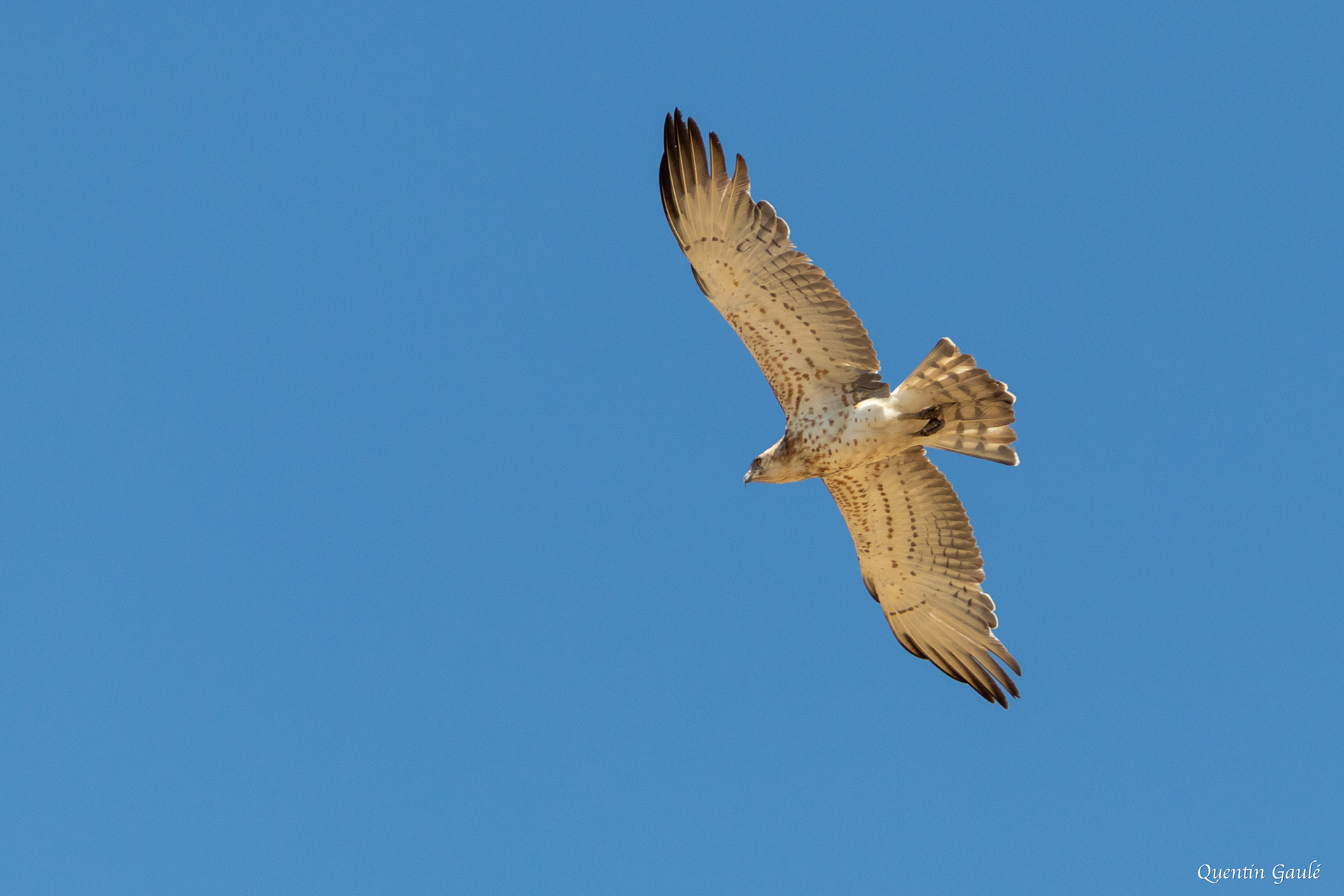Circaète Jean-le-Blanc (Circaetus gallicus) - Pitillas, Navarre (Espagne)