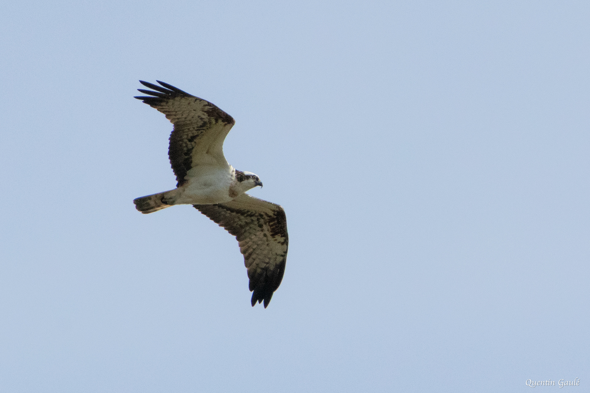 Balbuzard pêcheur (Pandion haliaetus) - Rives-Dervoises, Haute-Marne (52)