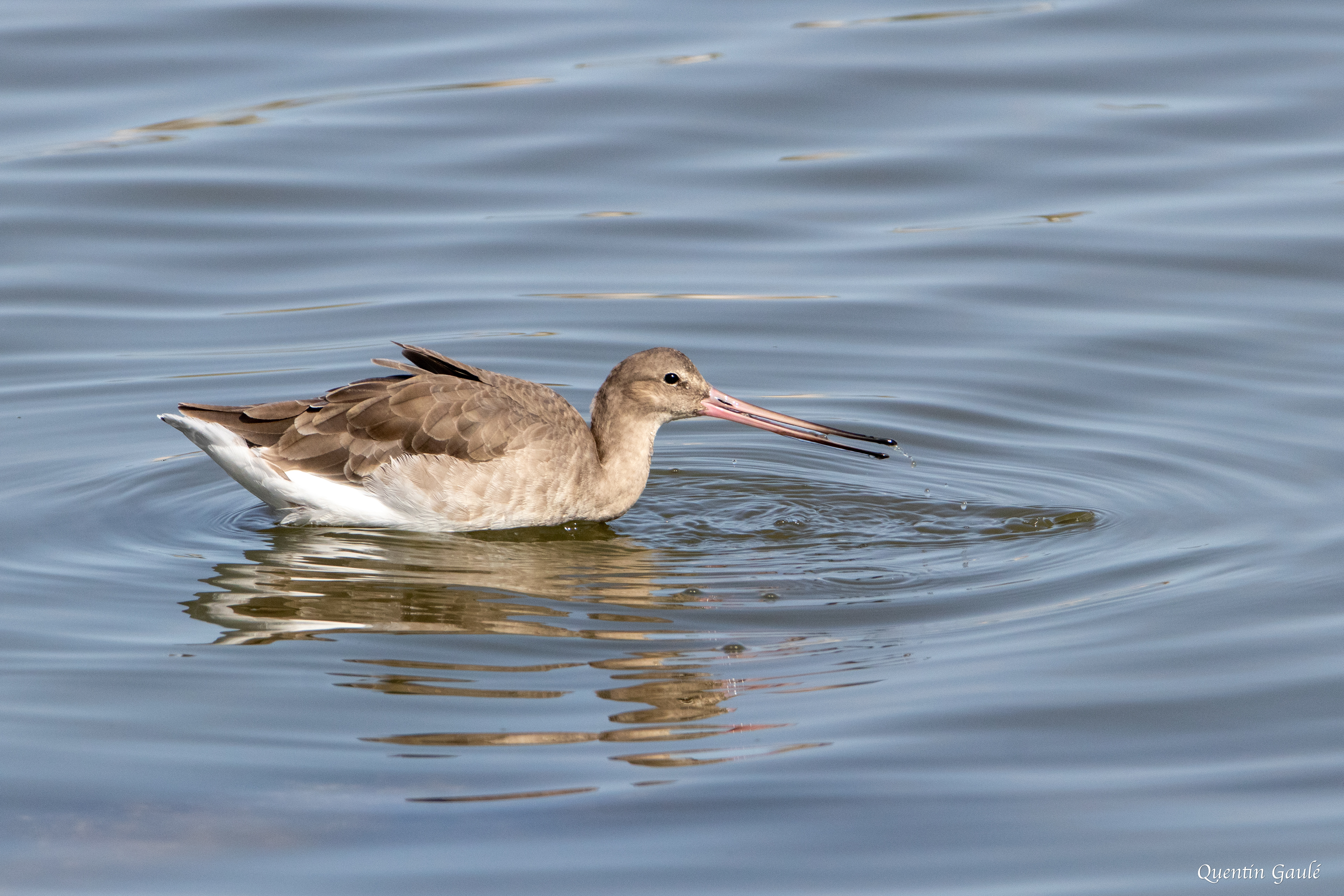 Barge à queue noire (Limosa limosa) - Réserve ornithologique du Teich (33)