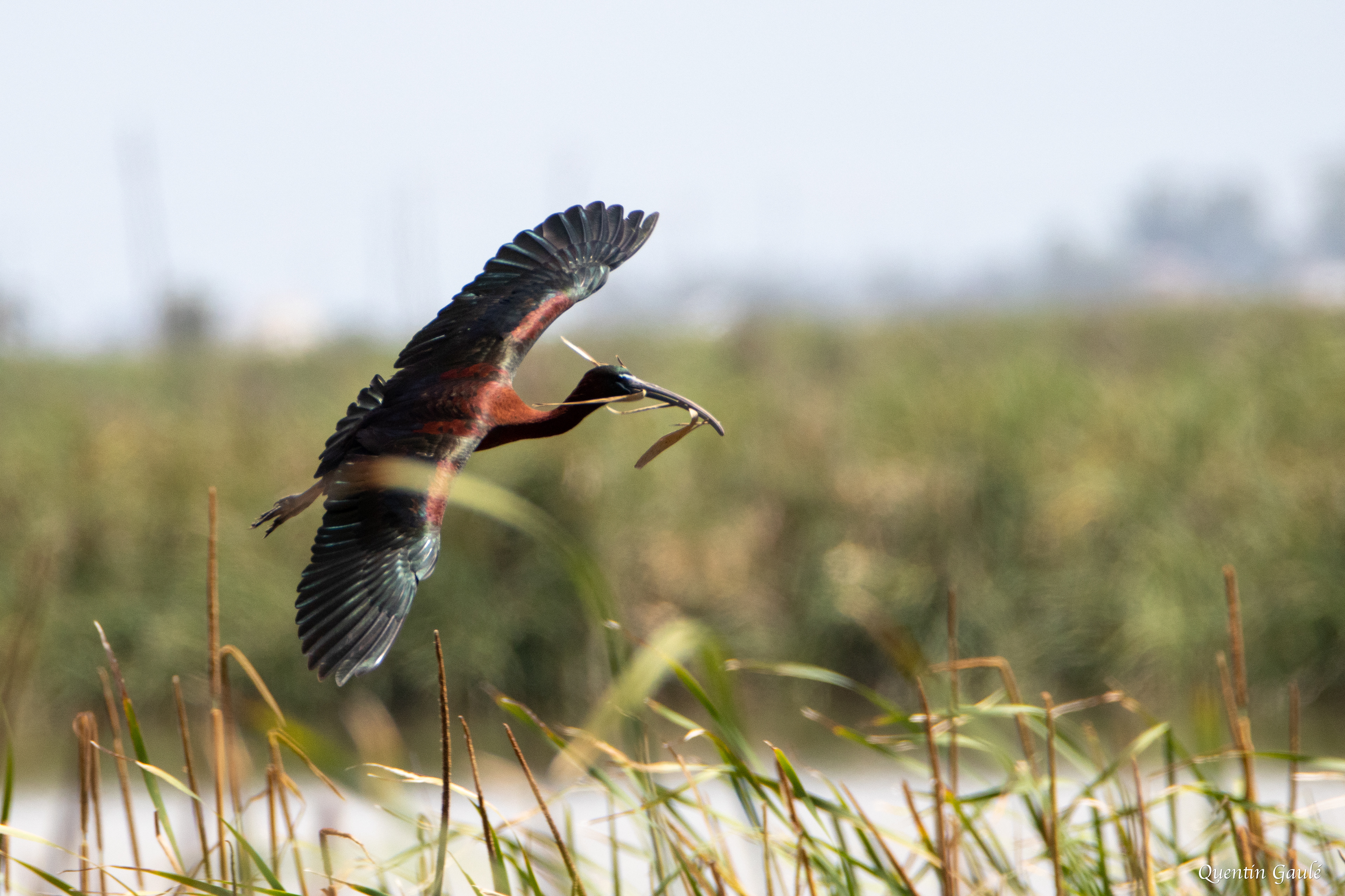Ibis falcinelle (Plegadis falcinellus) - Parc Naturel du Delta de l'Èbre, Catalogne (Espagne)