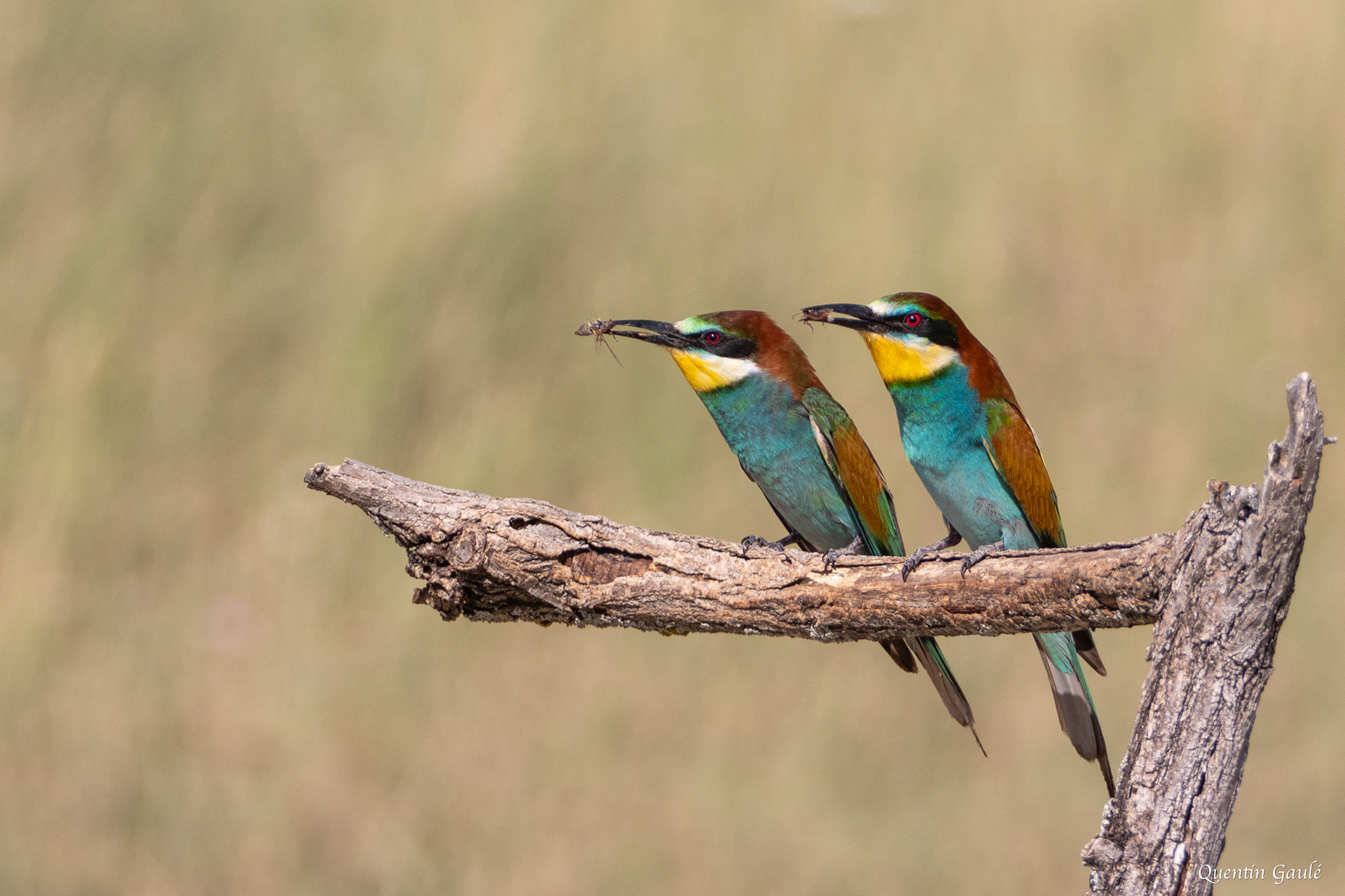 Guêpier d'Europe (Merops apiaster) - Pitillas, Navarre (Espagne)
