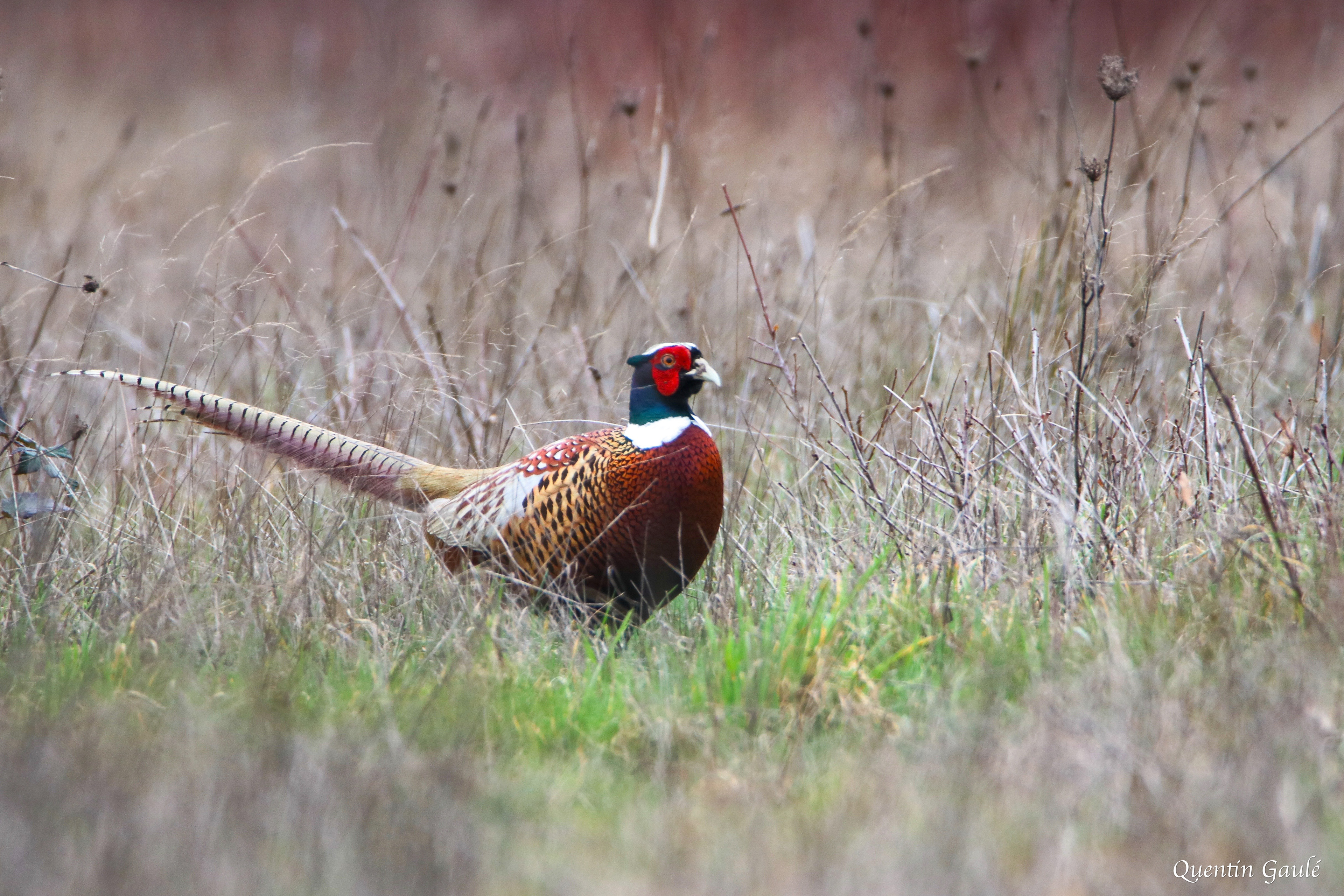 Faisan de Colchide (Phasianus colchicus) - La Ferté-Imbault, Loir-et-Cher (41)