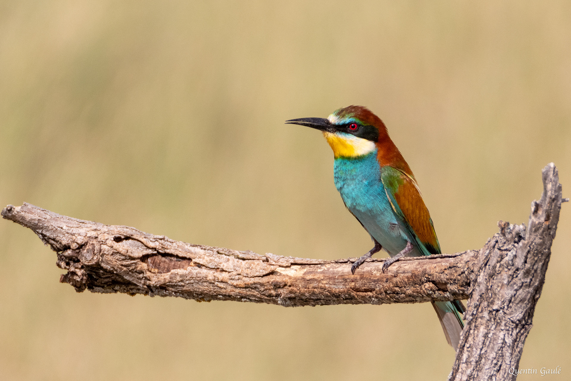 Guêpier d'Europe (Merops apiaster) - Pitillas, Navarre (Espagne)