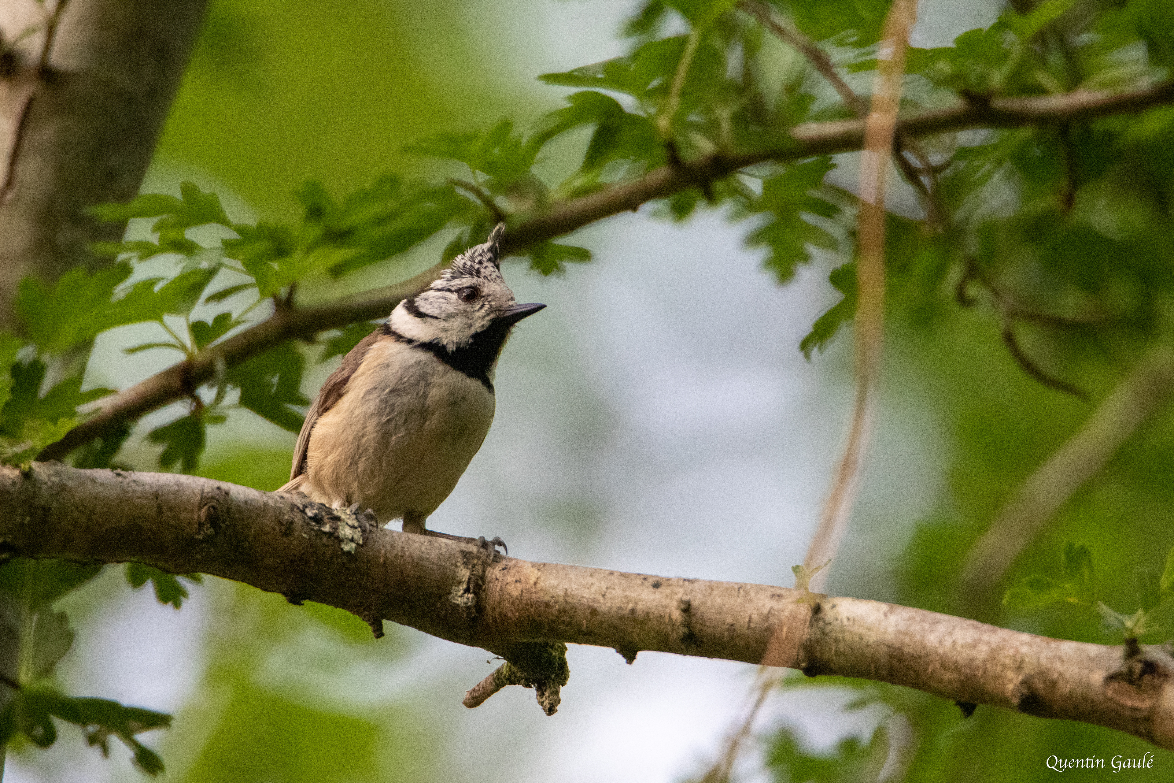 Mésange huppée (Lophophanes cristatus) - Gelos (64)
