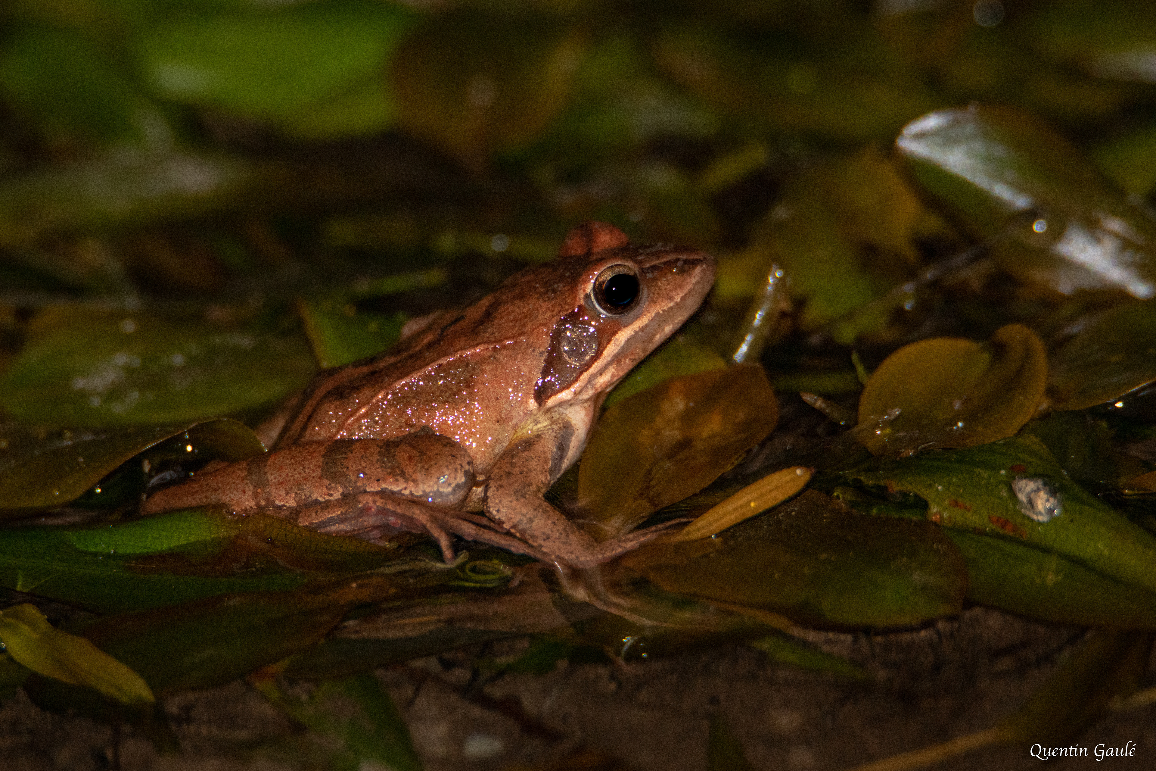 Grenouille agile (Rana dalmatina) - Monsegur (40)