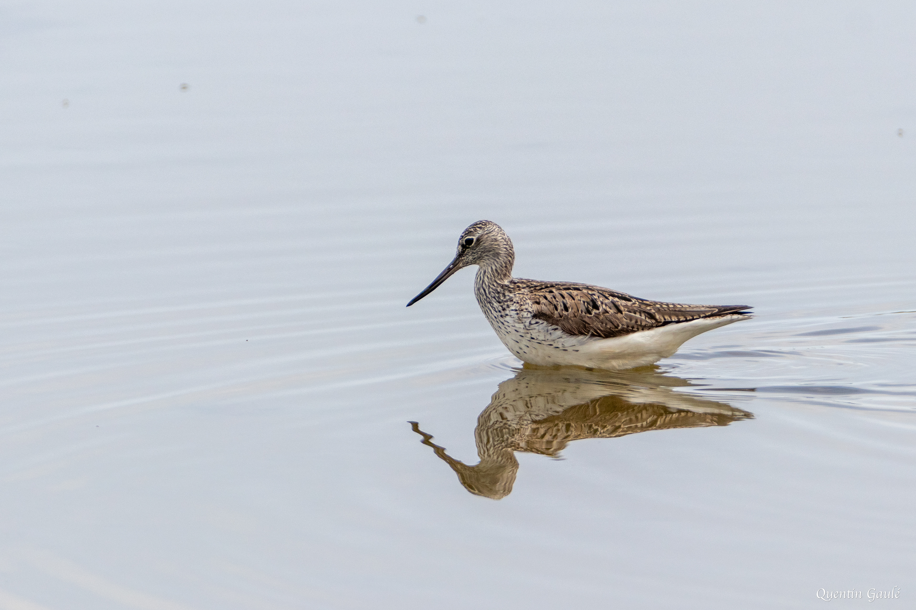 Chevalier aboyeur (Tringa nebularia) - Réserve ornithologique du Teich, Gironde (33)
