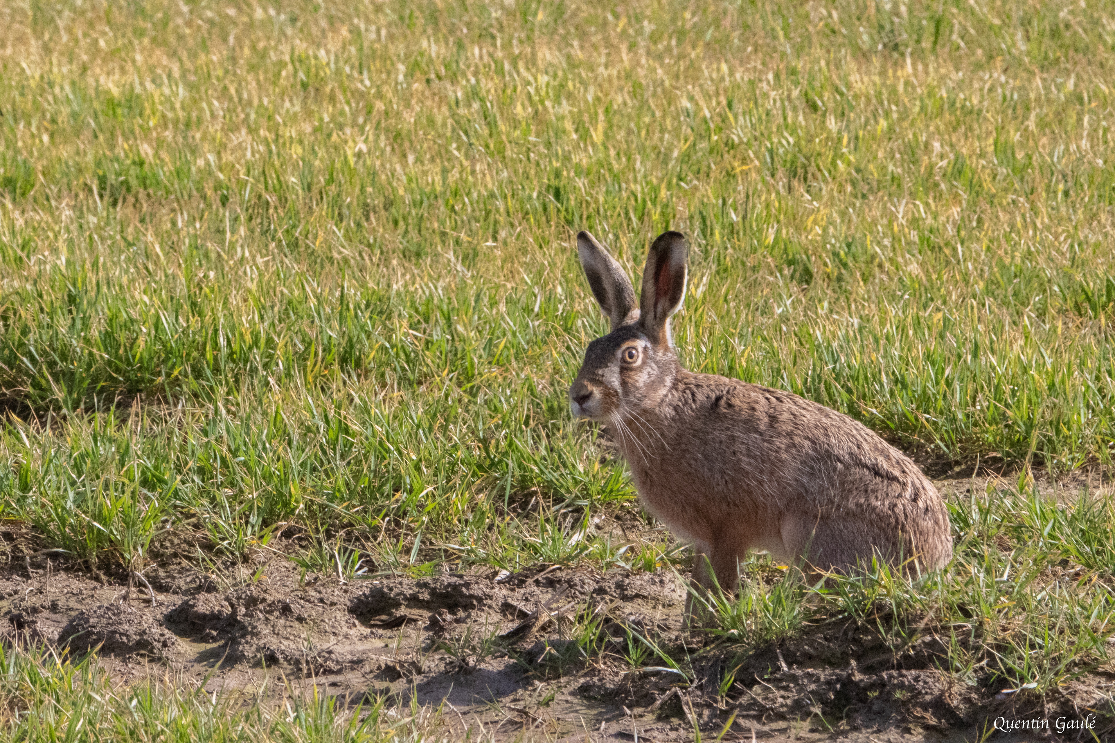 Lièvre d'Europe (Lepus europaeus) - Planrupt (52)