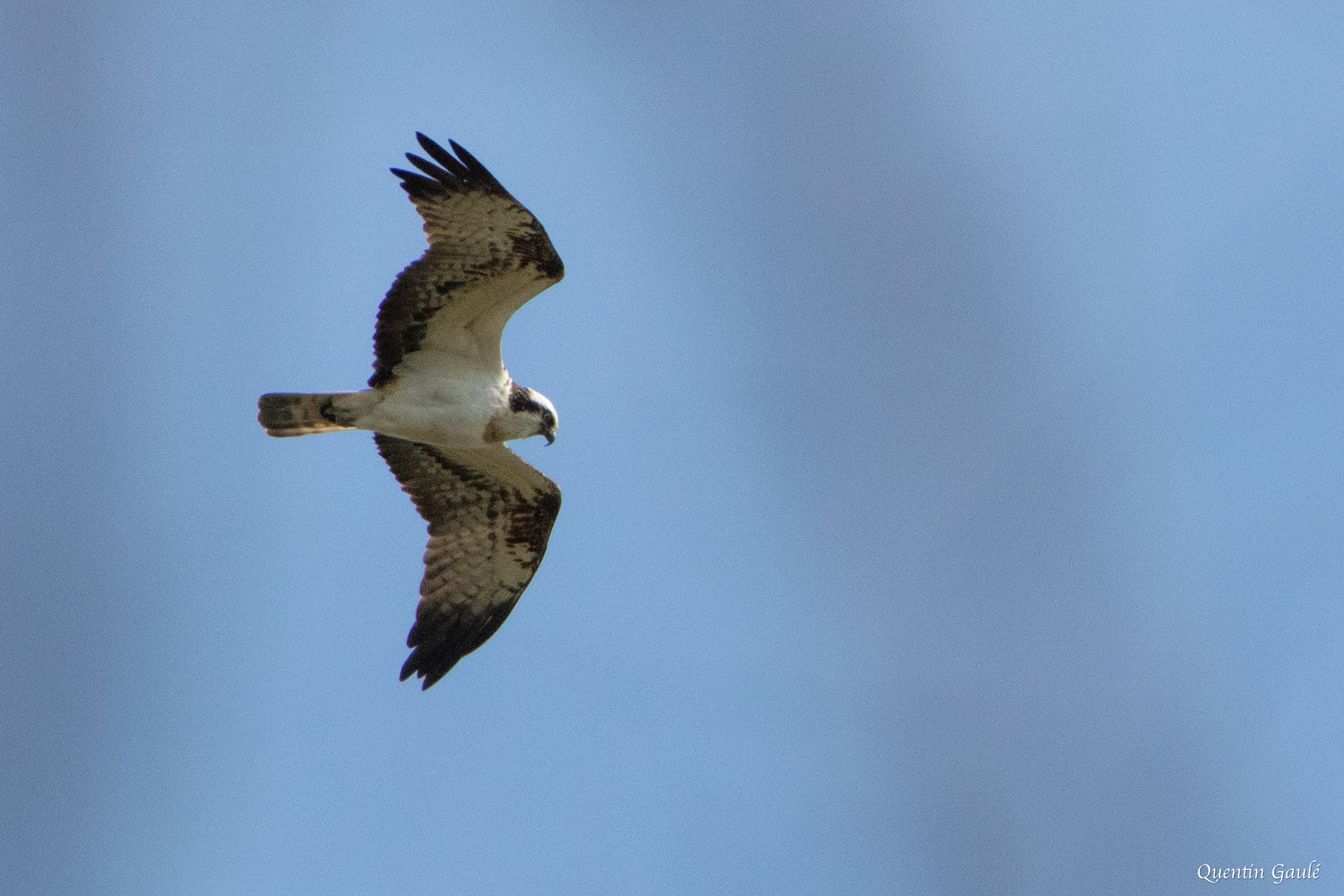 Balbuzard pêcheur (Pandion haliaetus) - Rives-Dervoises, Haute-Marne (52)
