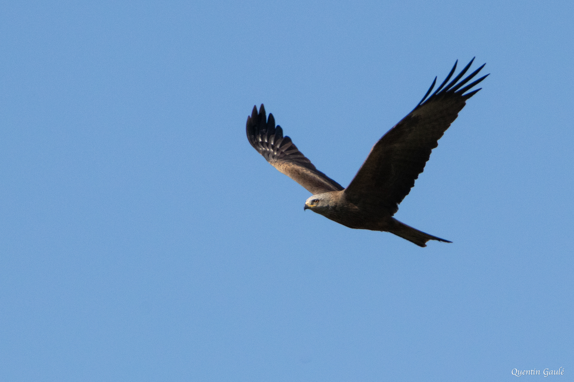 Milan noir (Milvus migrans) - Étang de Lindre, Moselle (57)