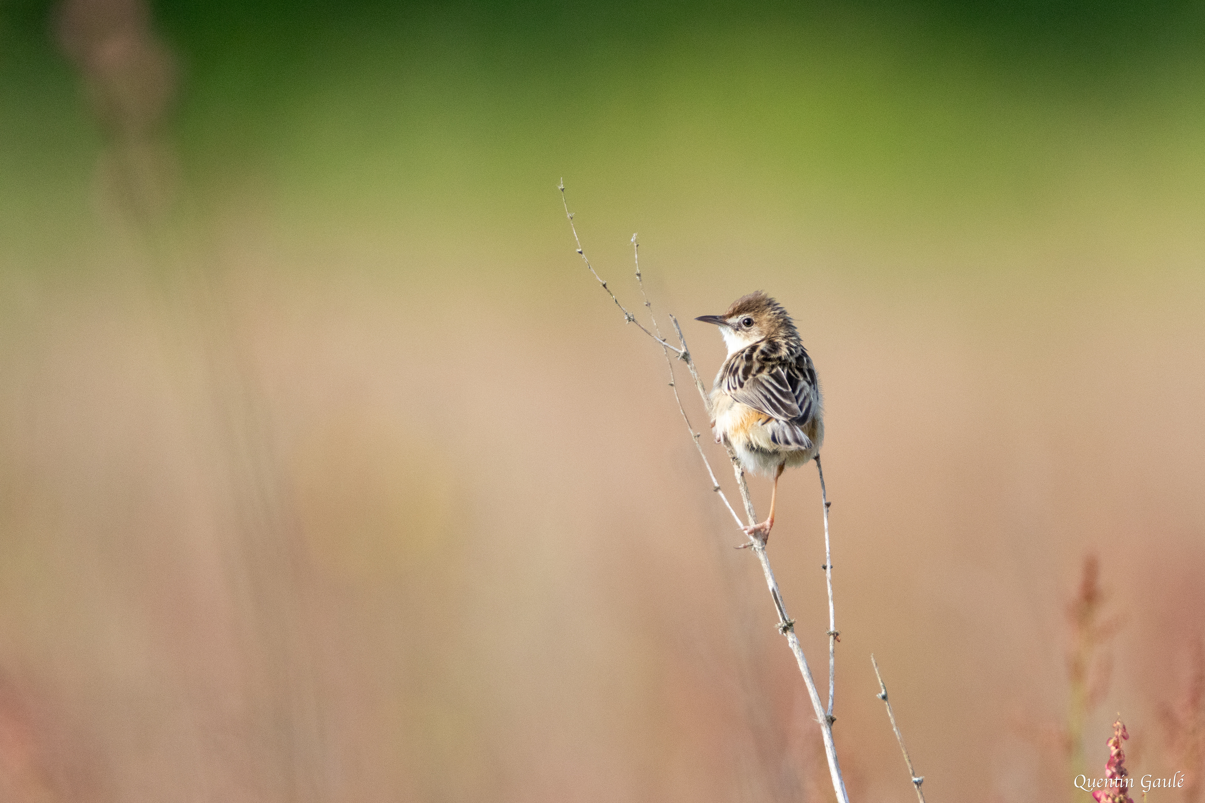 Cisticole des joncs (Cisticola juncidis) - Brigueil-le-Chantre, Vienne (86)