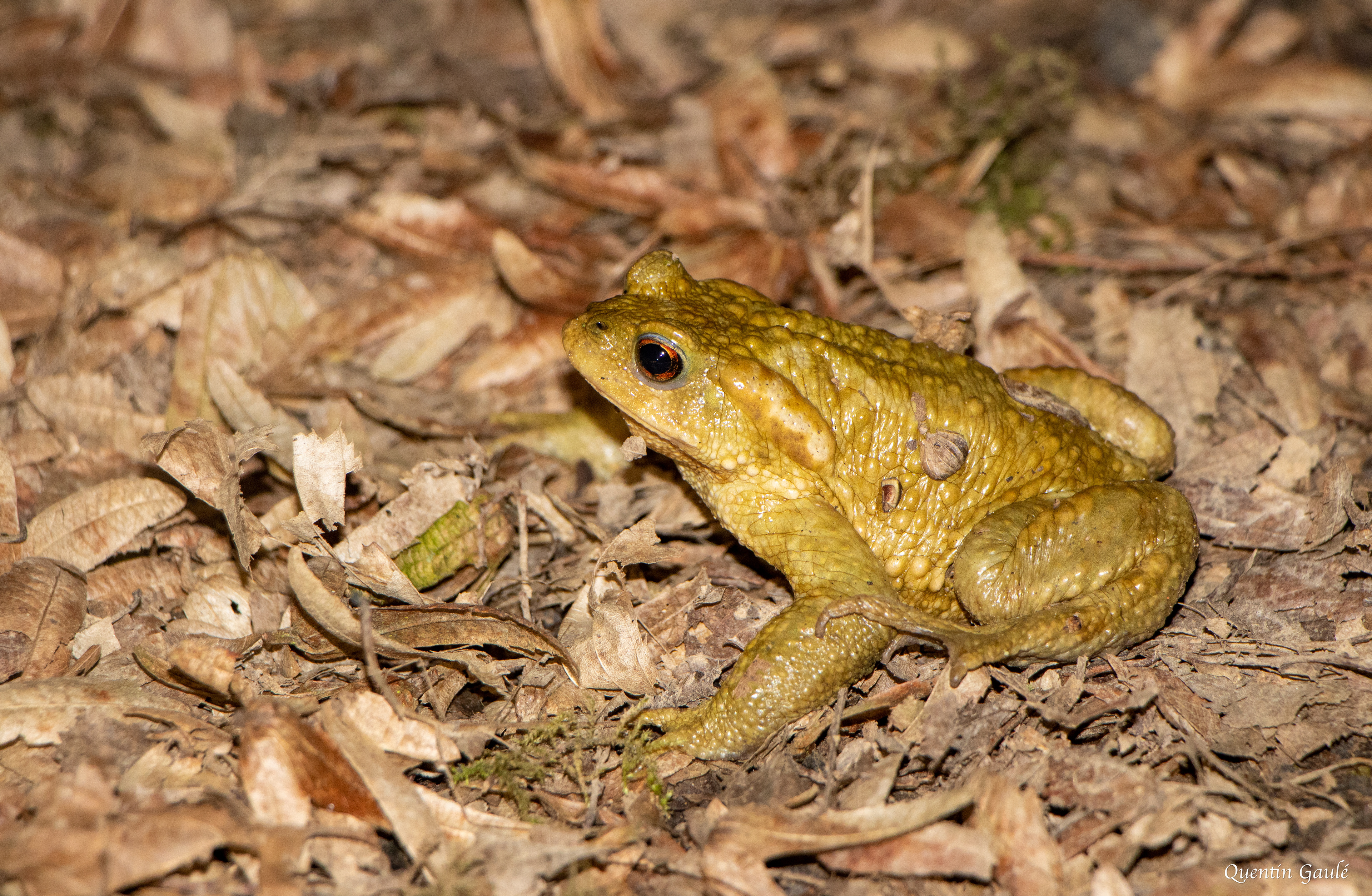 Crapaud épineux (Bufo spinosus) - Garlin (64)