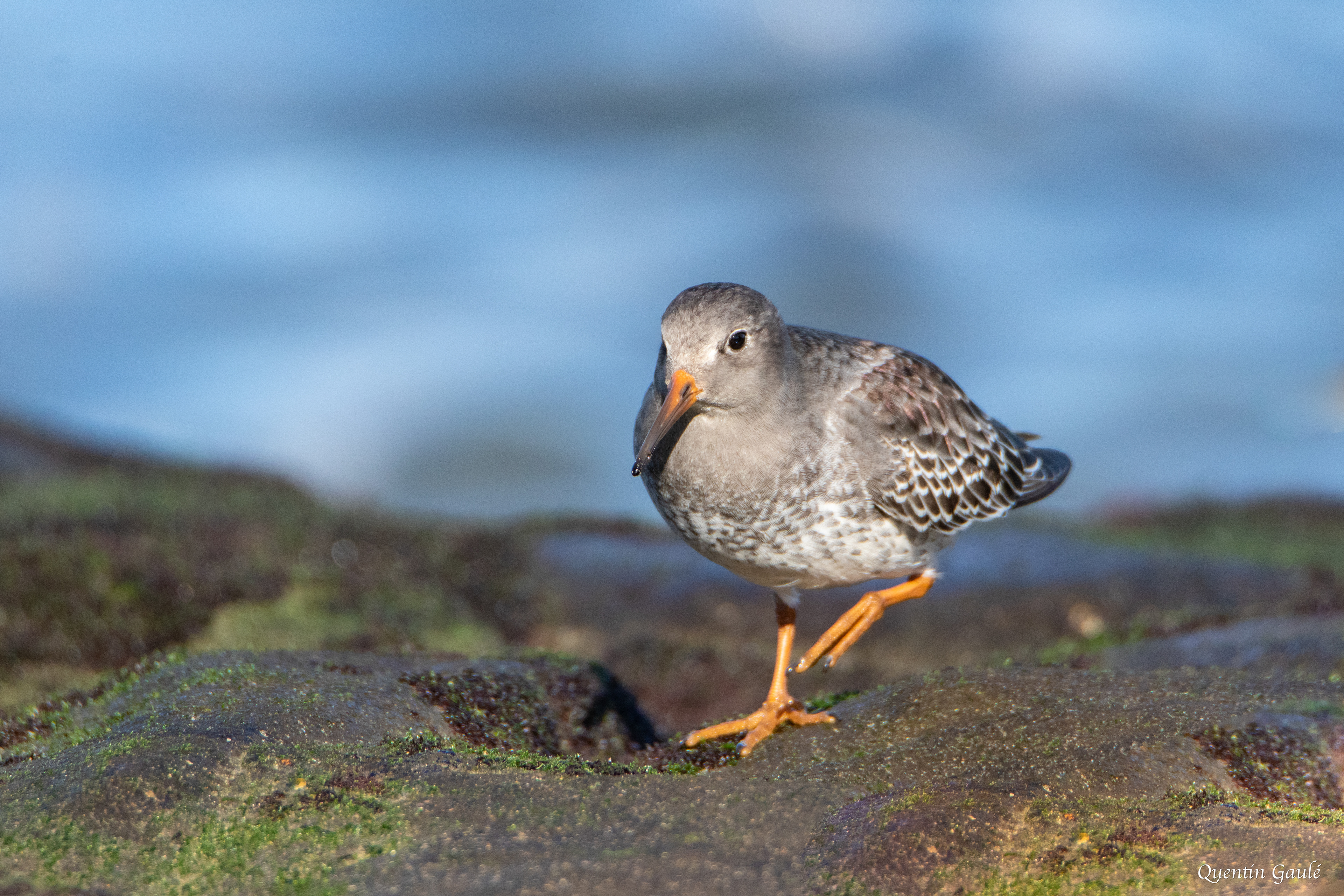 Bécasseau violet (Calidris maritima) - Anglet (64)