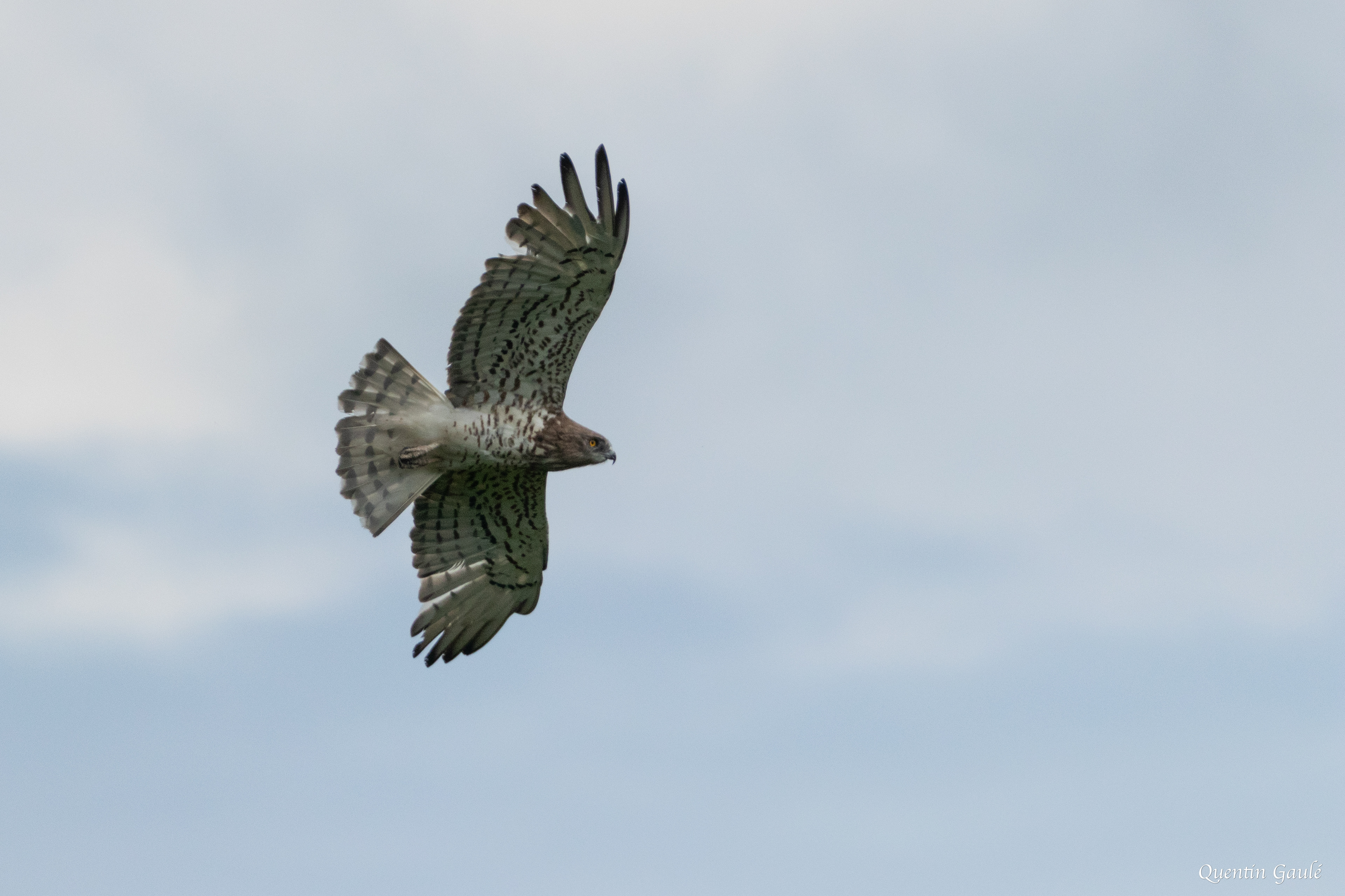 Circaète Jean-le-Blanc (Circaetus gallicus) - Saint-Martin-Château, Creuse (23)