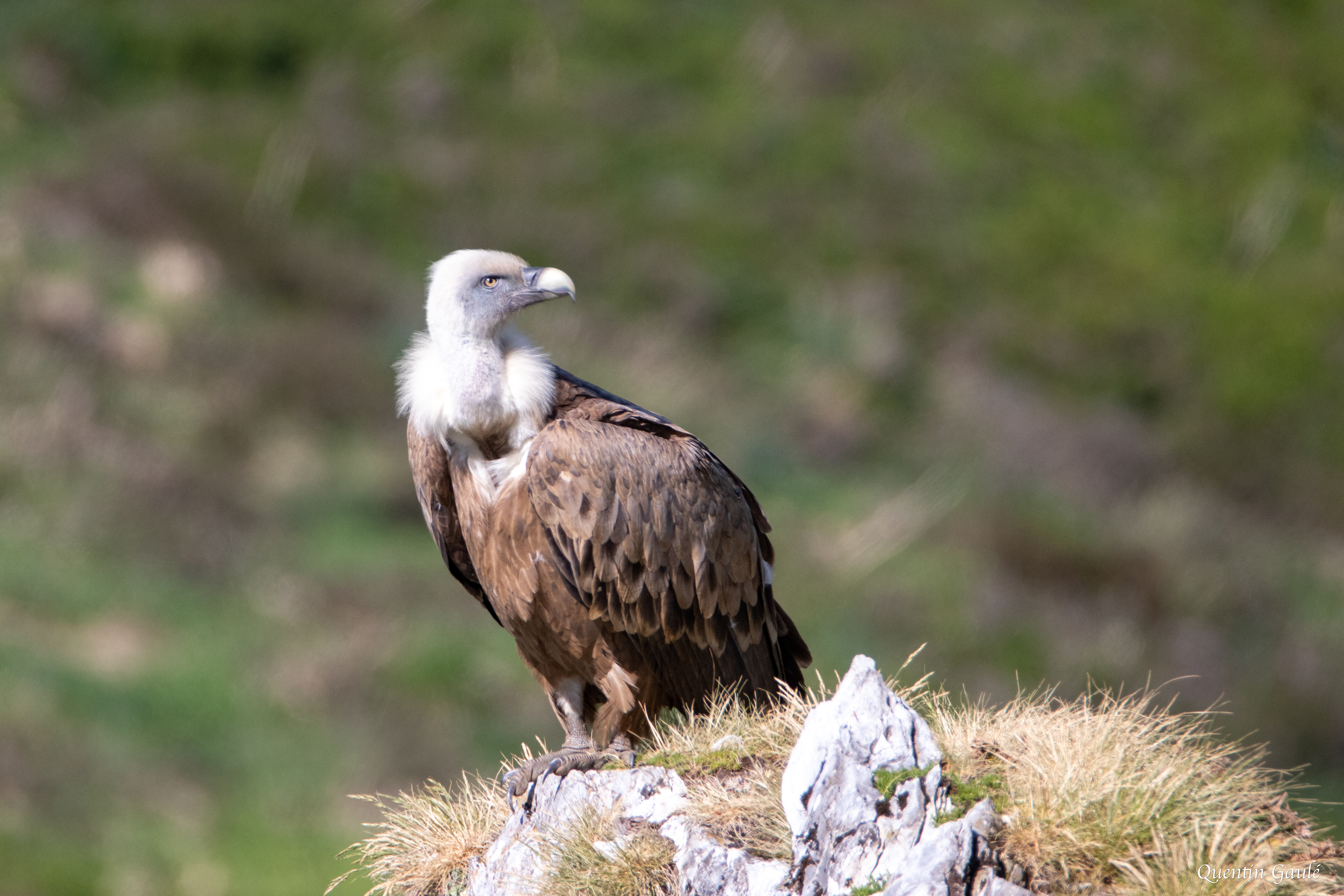 Vautour fauve (Gyps fulvus) - Gourette, Eaux-Bonnes, Pyrénées-Atlantiques (64)