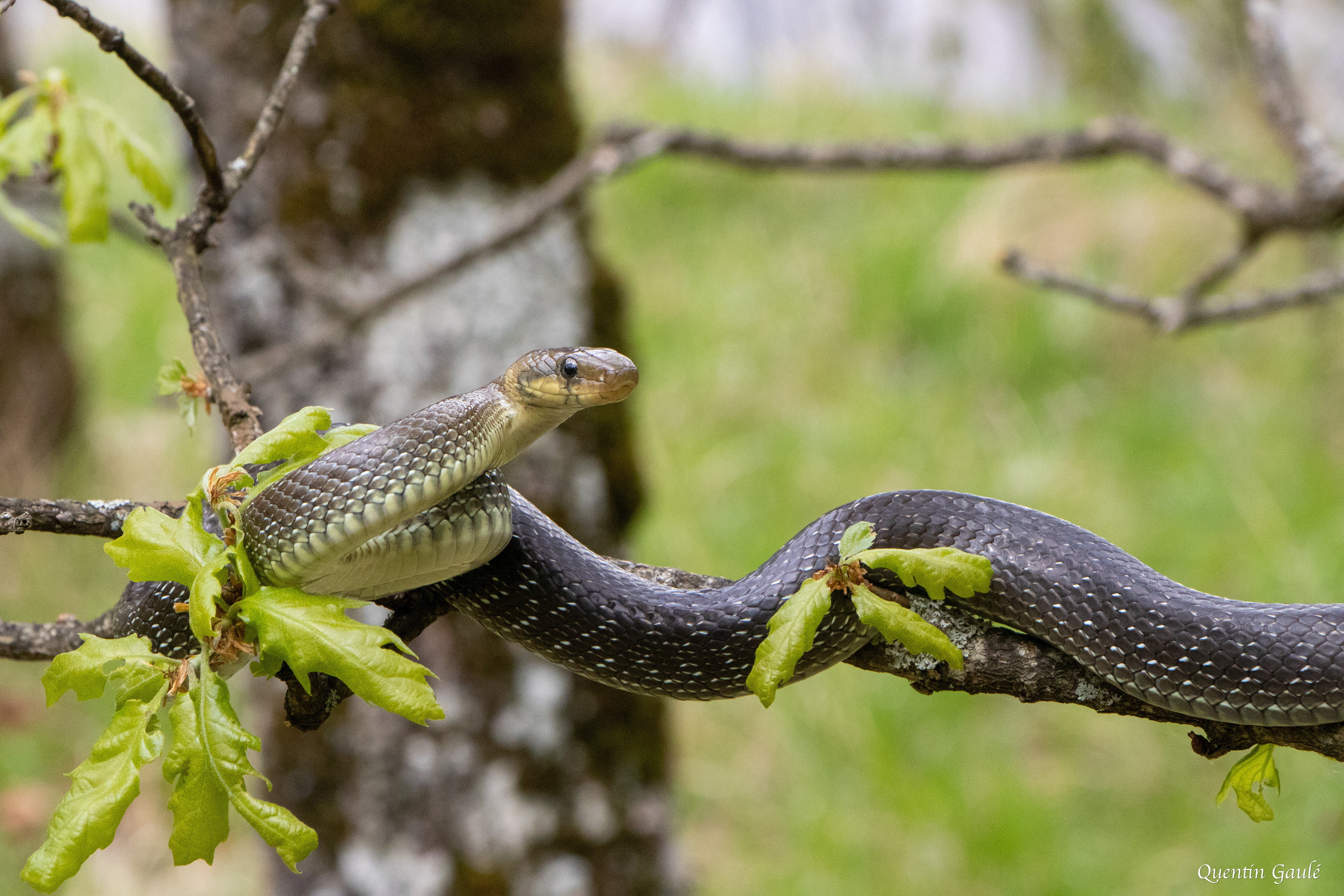 Couleuvre d'Esculape (Zamenis longissimus) - Etsaut, Pyrénées-Atlantiques (64)