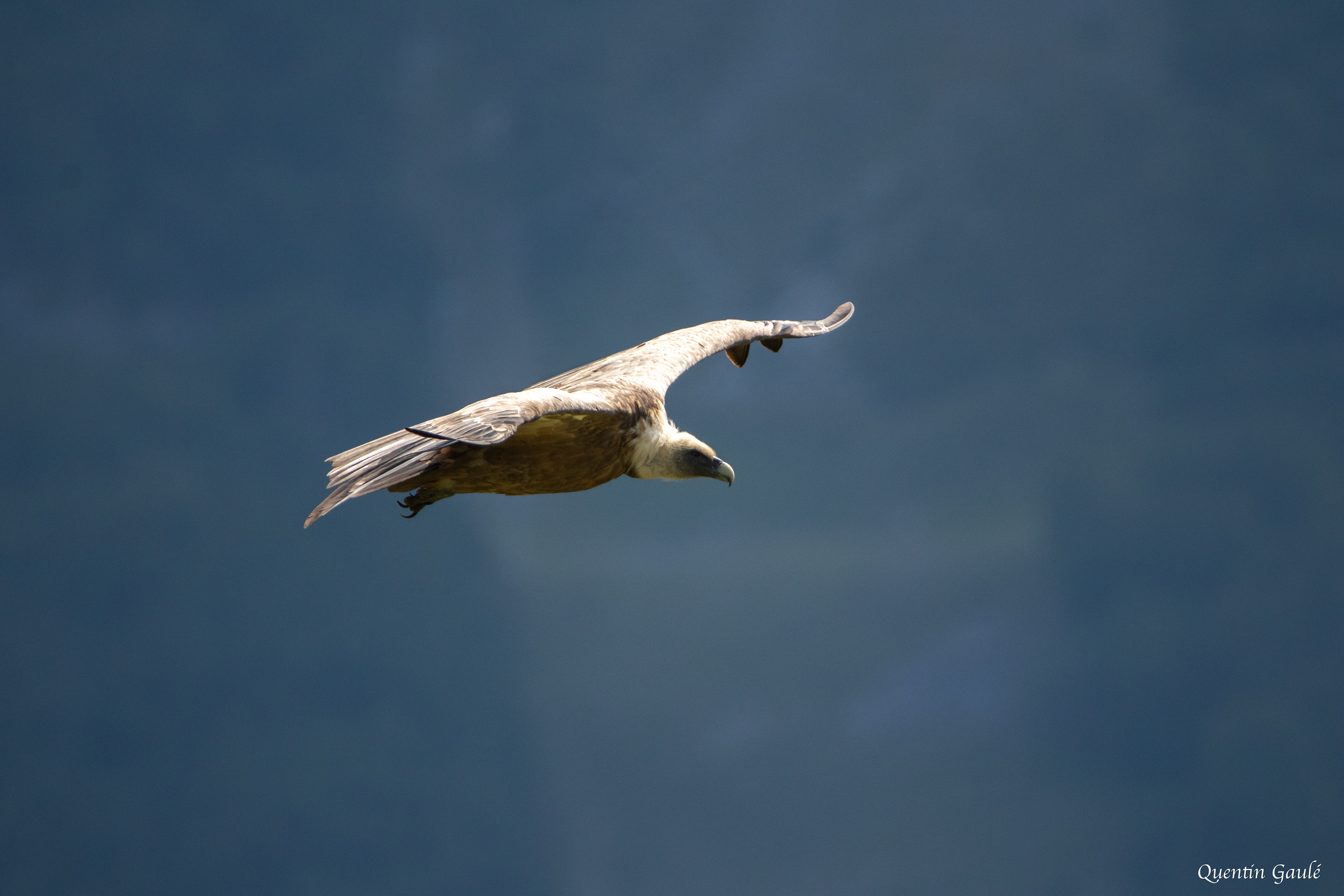 Vautour fauve (Gyps fulvus) - Gourette, Eaux-Bonnes (64)