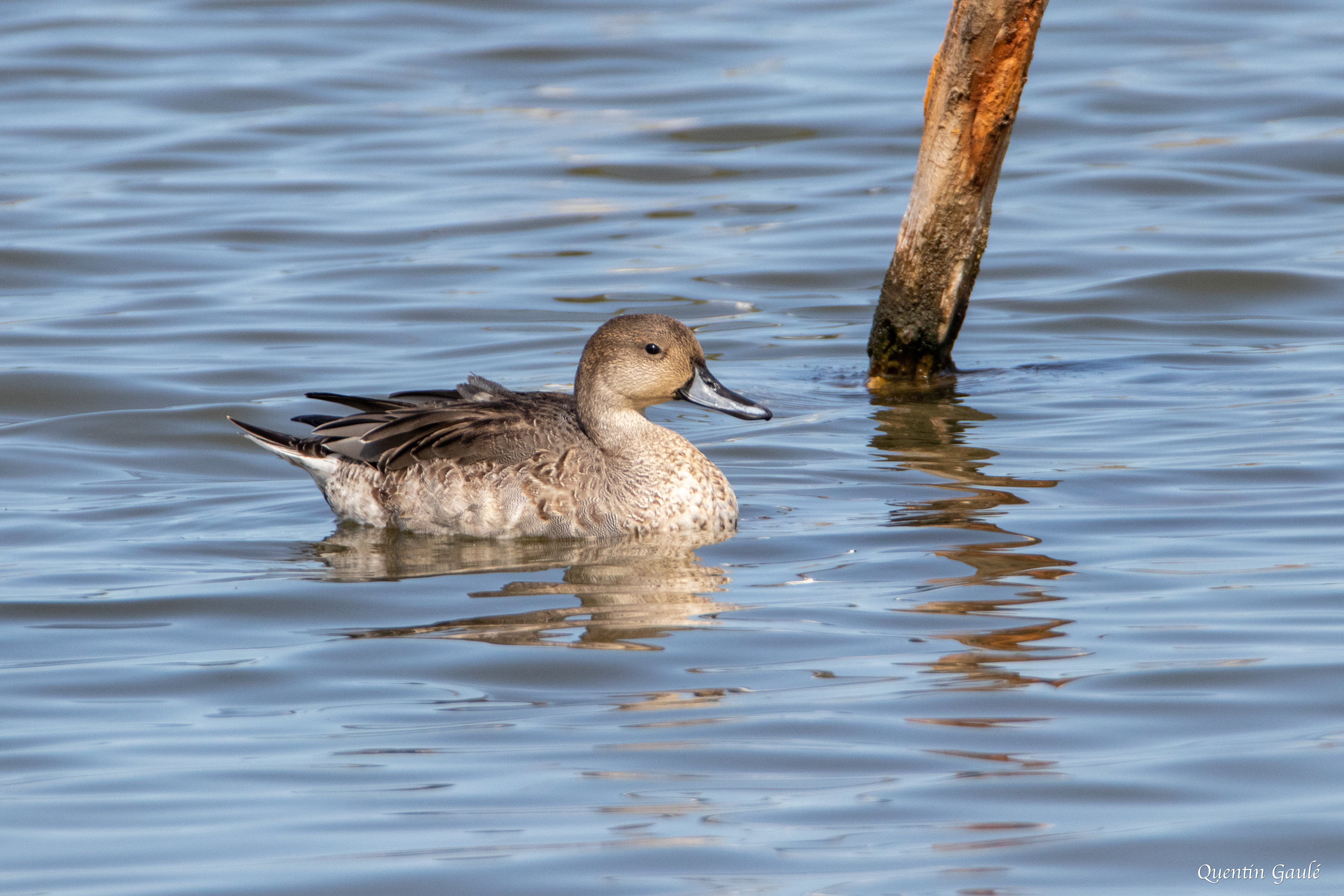 Canard pilet (Anas acuta) - Réserve ornithologique du Teich, Gironde (33)