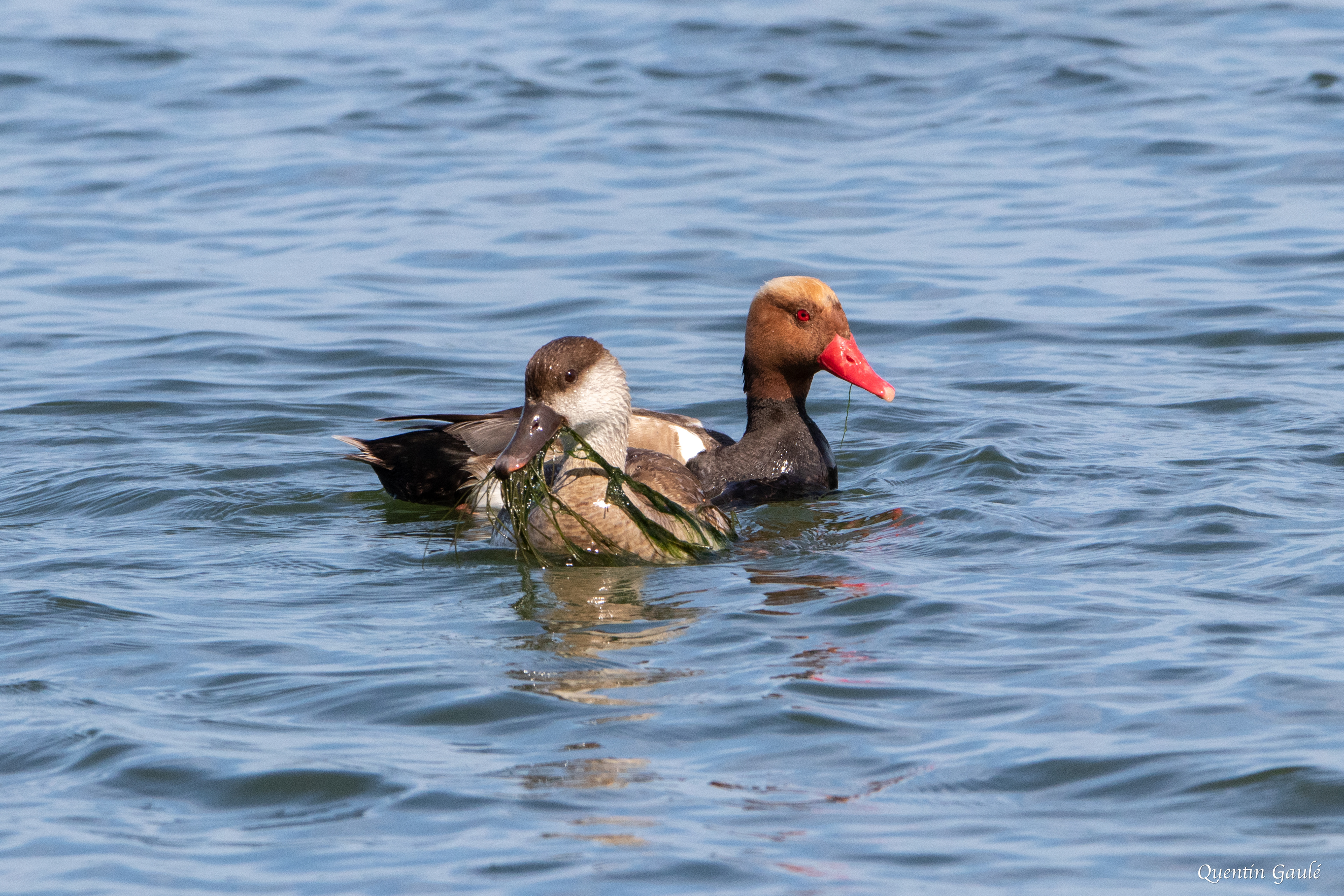 Nette rousse (Netta rufina) - Parc Naturel du Delta de l'Èbre, Catalogne (Espagne)