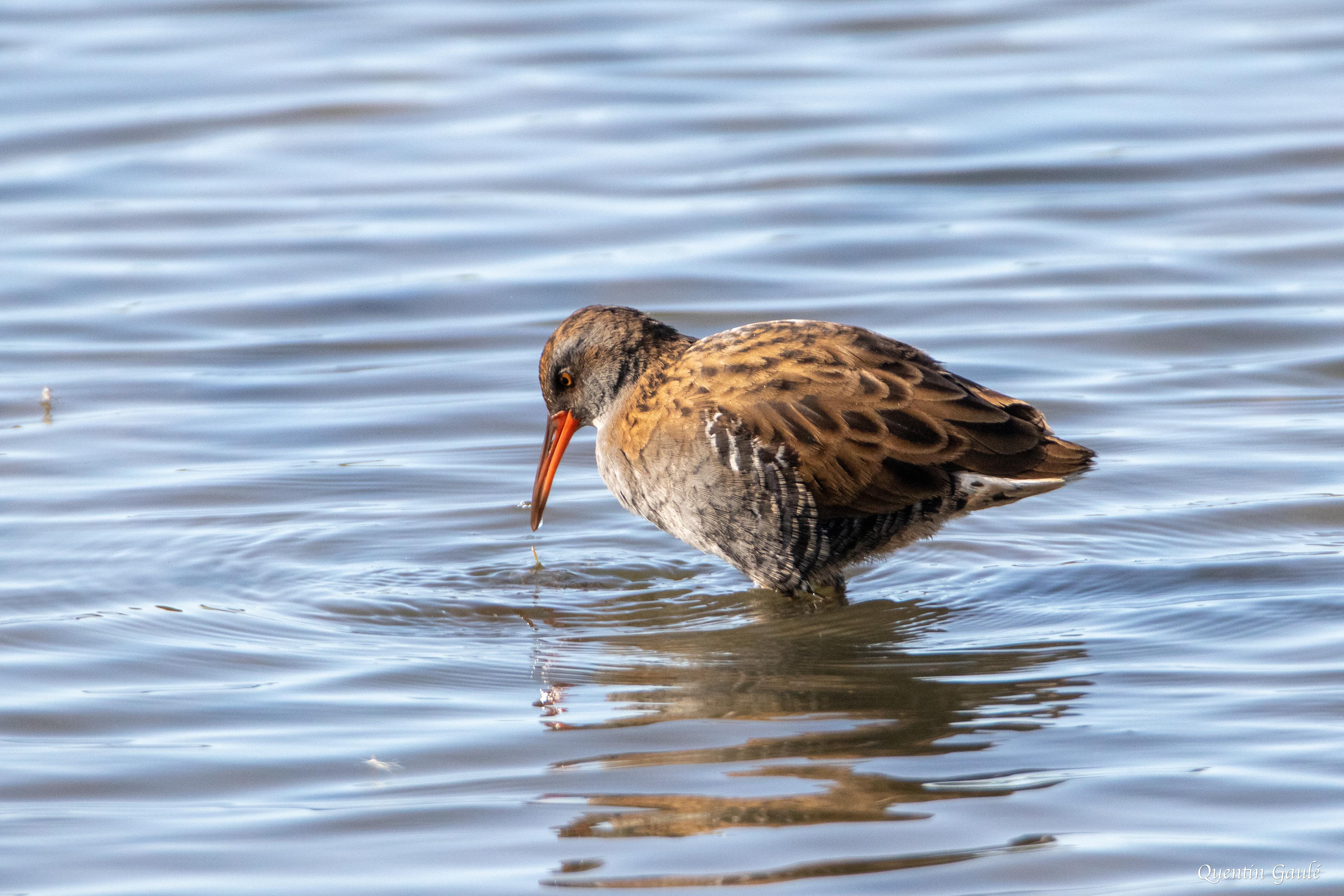 Râle d'eau (Rallus aquaticus) - Réserve ornithologique du Teich, Gironde (33)