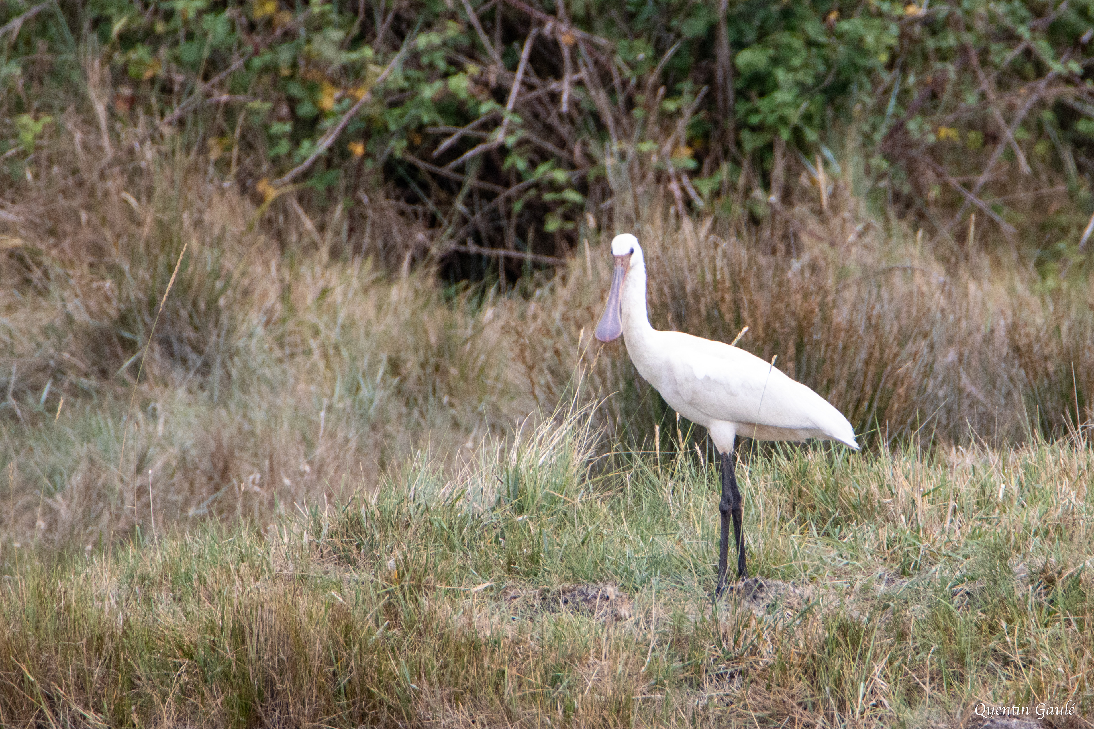 Spatule blanche (Platalea leucorodia) - La Tremblade, Charente-Maritime (17)