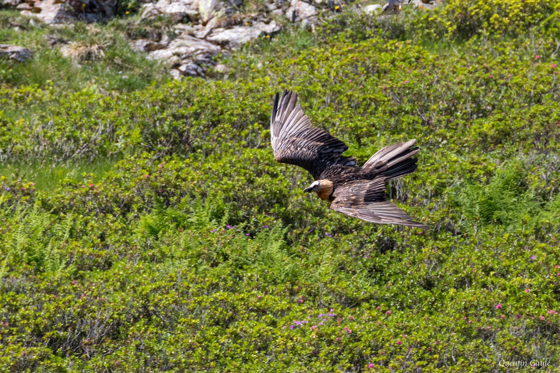 Gypaète barbu (Gypaetus barbatus) - Étang d'Eychelle, Bethmale, Ariège (09)