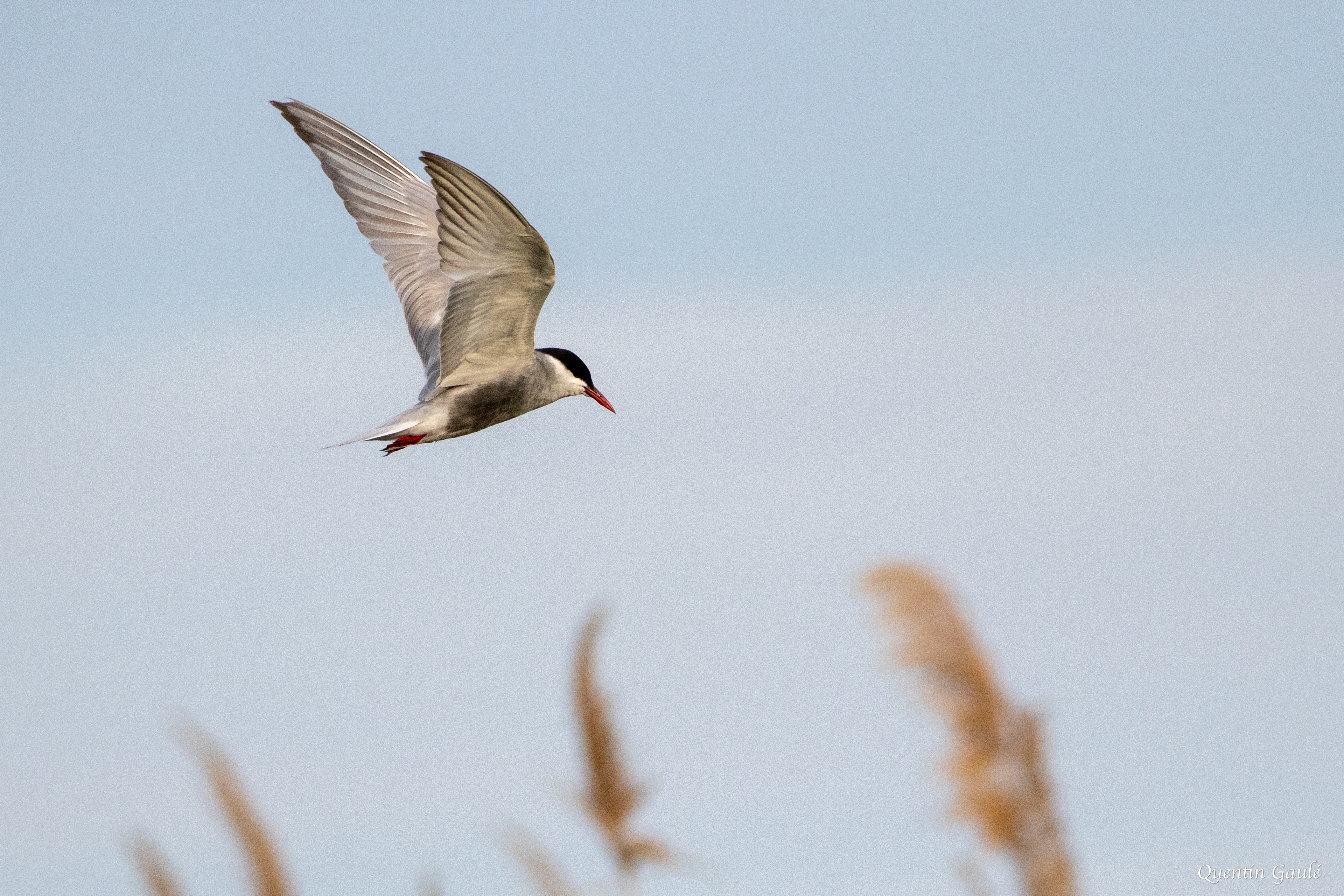 Guifette moustac (Chlidonias hybrida) - Parc Naturel du Delta de l'Èbre, Catalogne (Espagne)