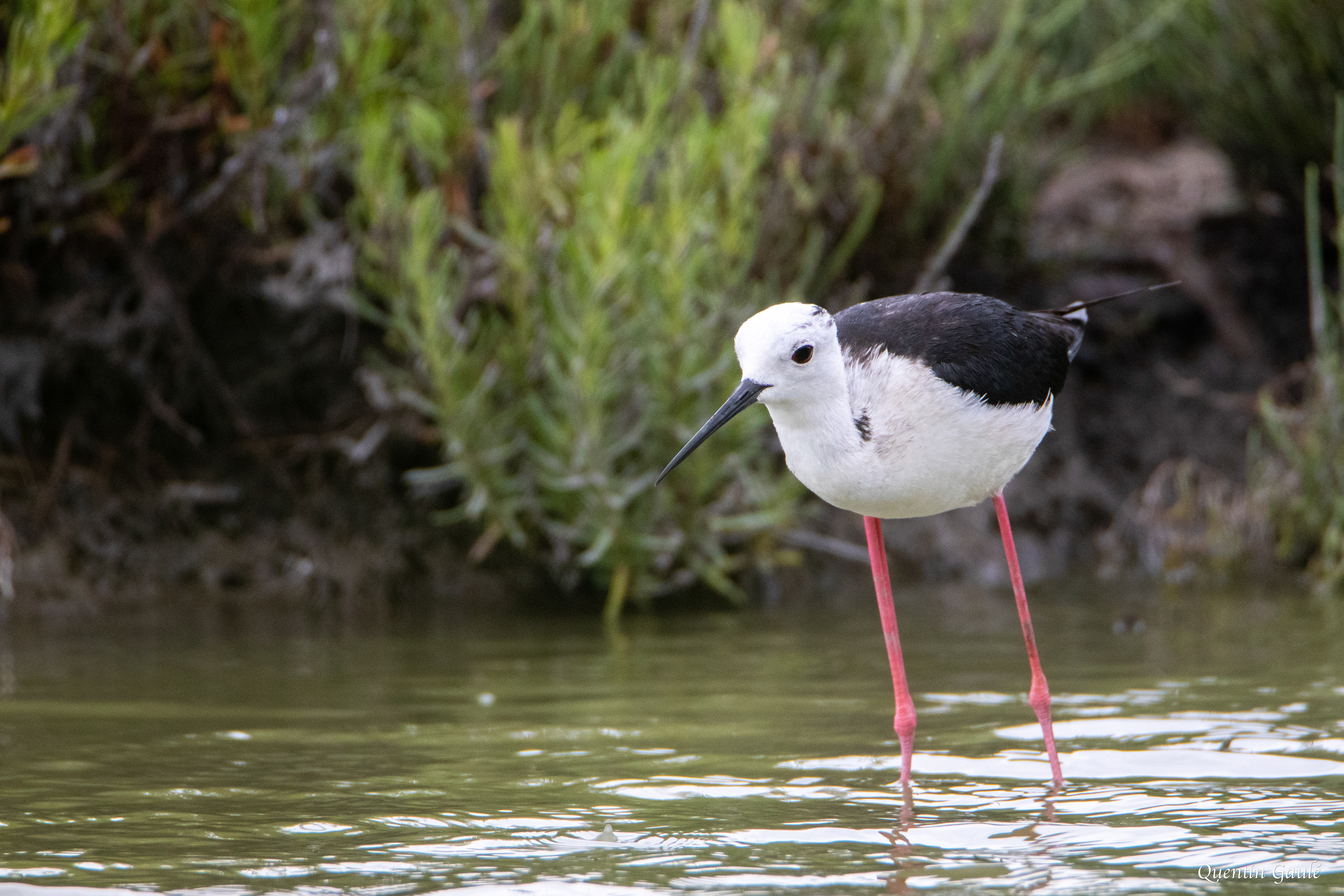 Échasse blanche (Himantopus himantopus) - Parc ornithologique du Pont de Gau, Bouches-du-Rhône (13)