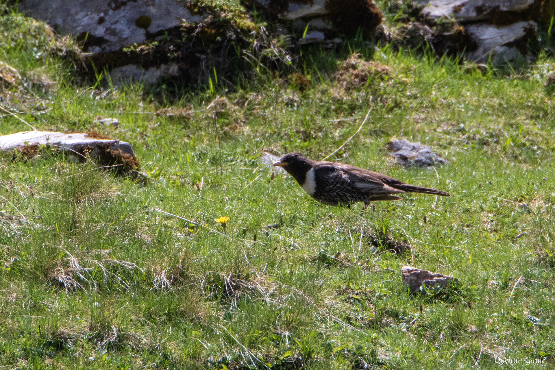 Merle à plastron (Turdus torquatus) - La Pierre Saint-Martin, Arette (64)