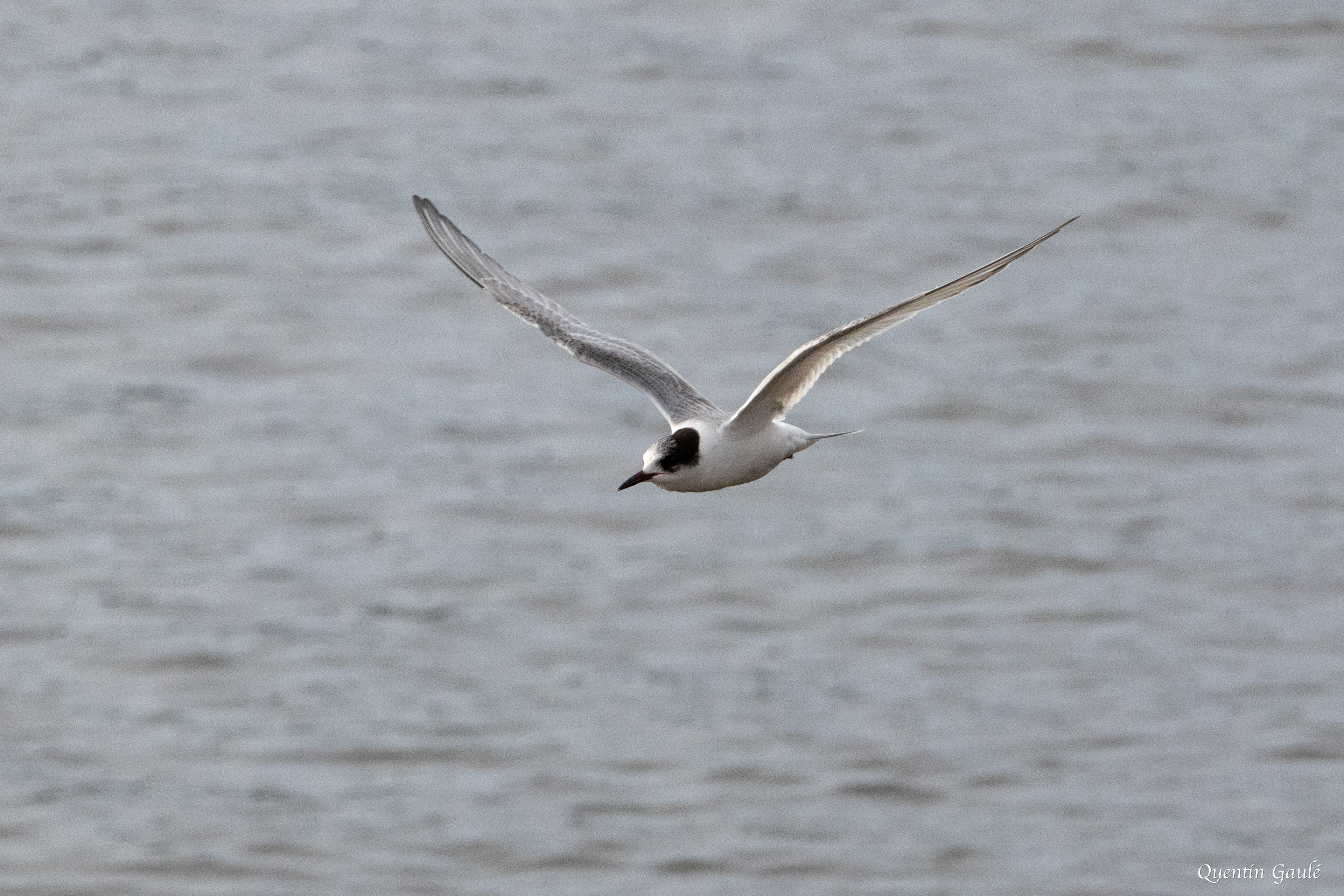 Sterne pierregarin (Sterna hirundo) - Capbreton (40)