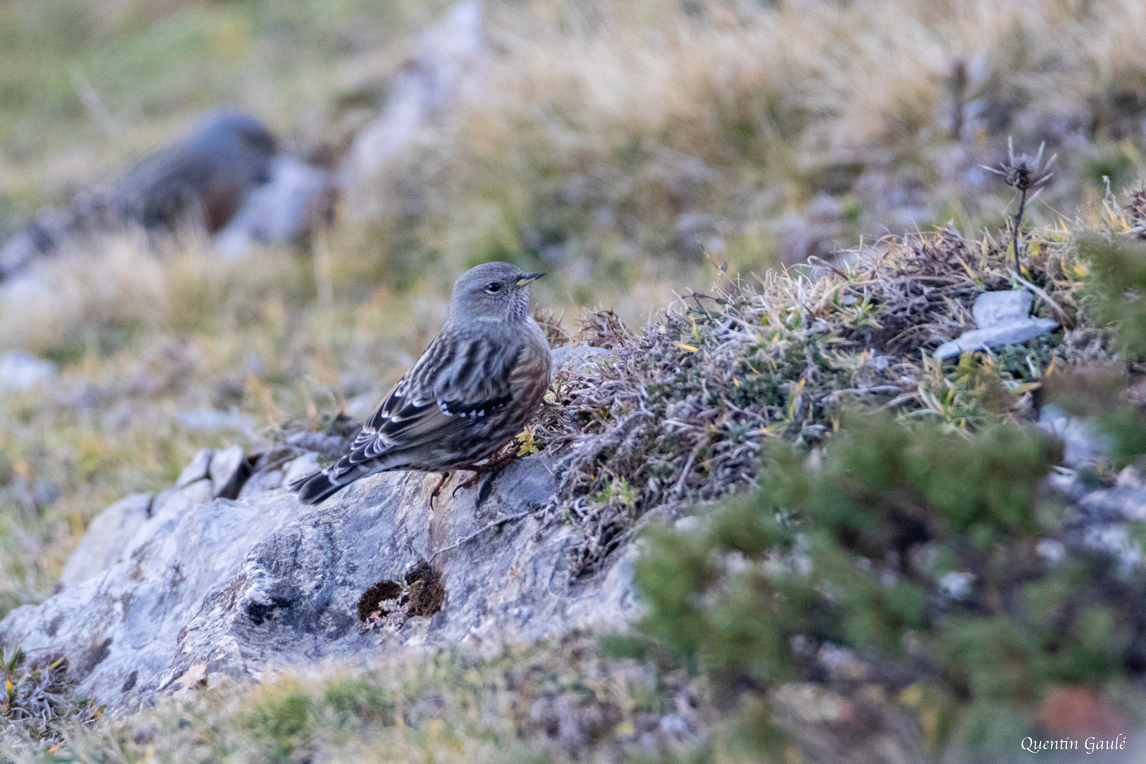 Accenteur alpin (Prunella collaris) - La Pierre Saint-Martin, Arette (64)