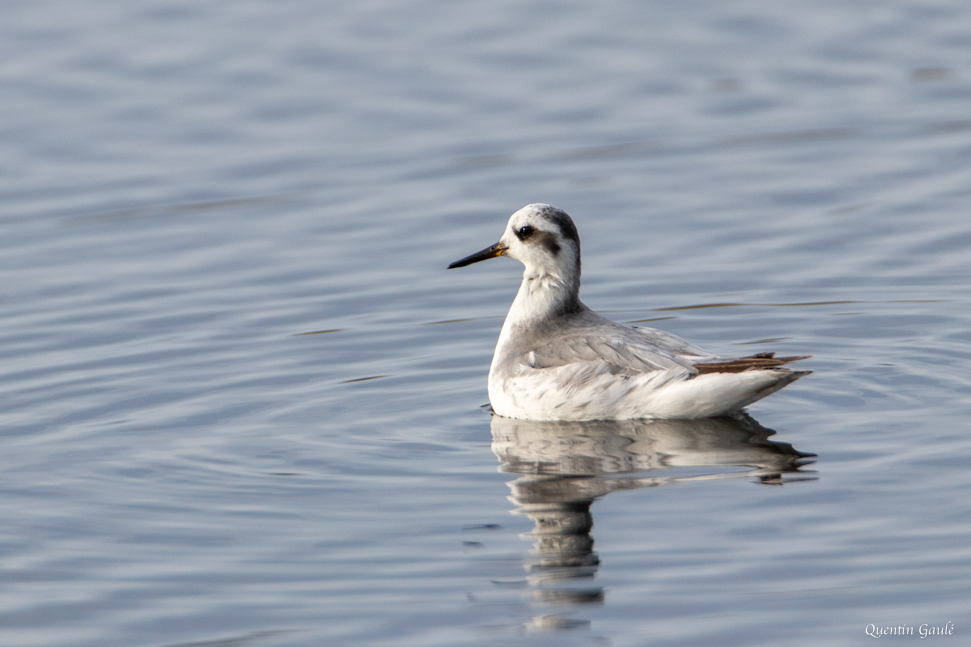 Phalarope à bec large (Phalaropus fulicarius) - Capbreton (40)