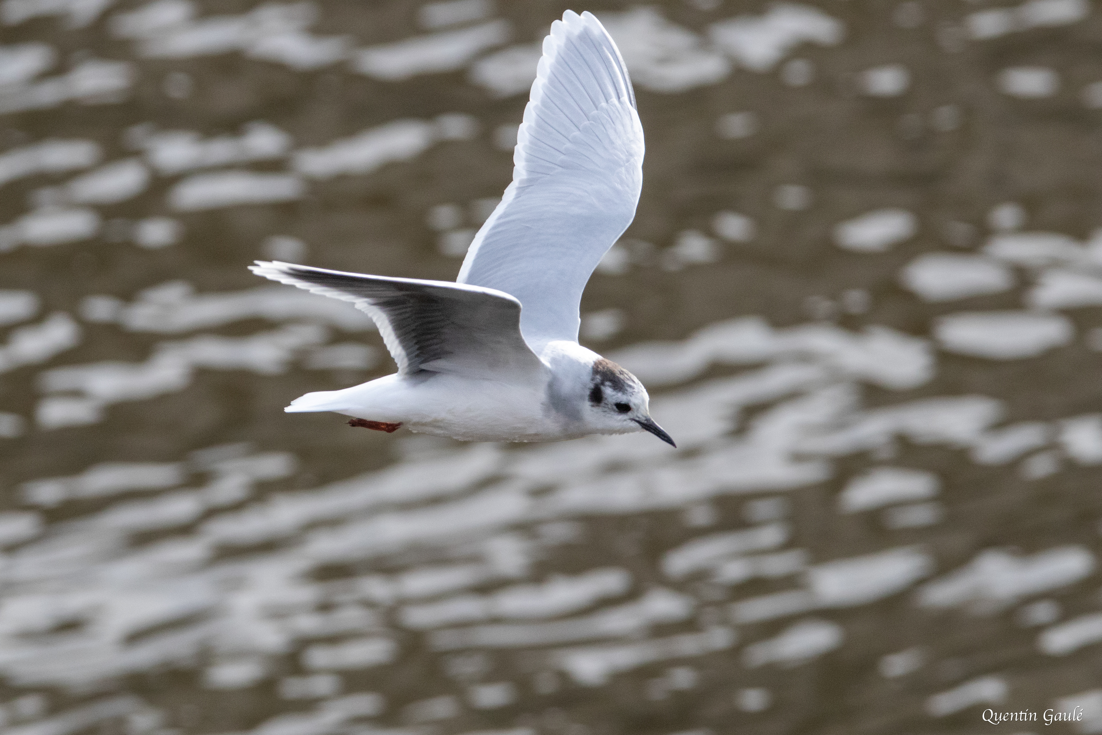 Mouette pygmée (Hydrocoloeus minutus) - Capbreton (40)