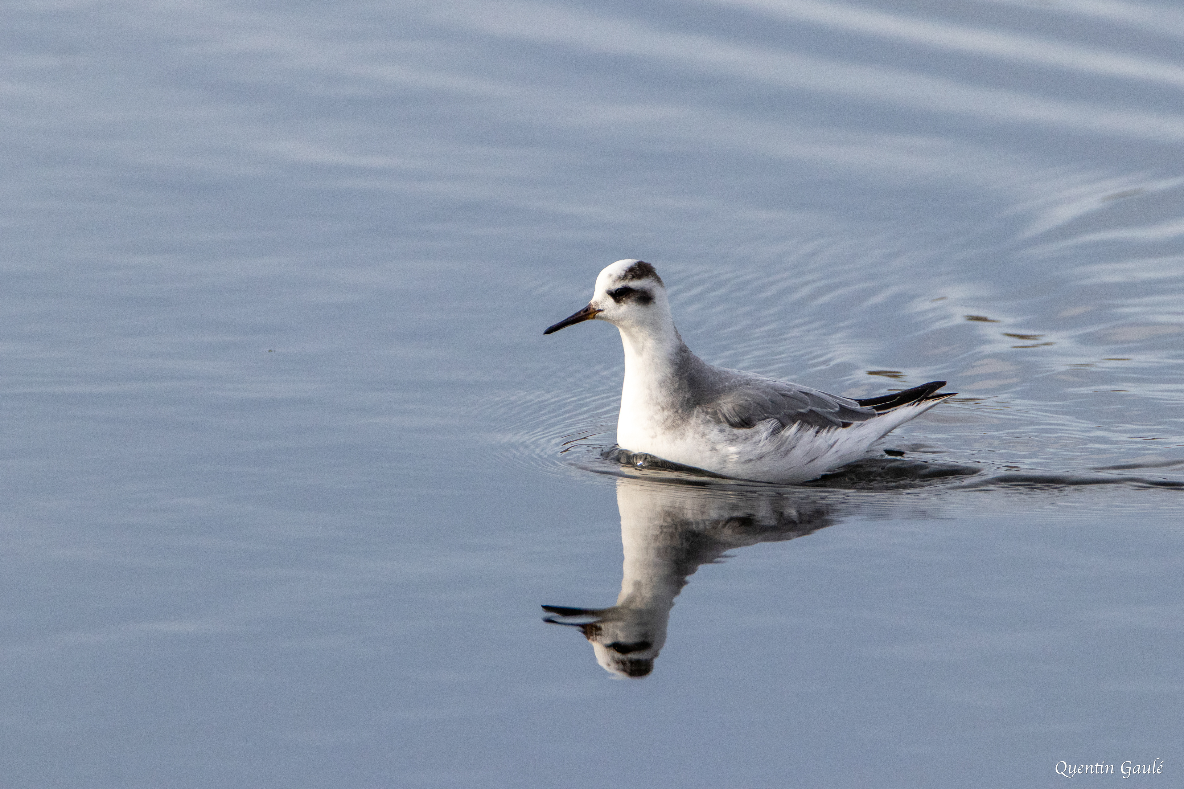 Phalarope à bec large (Phalaropus fulicarius) - Capbreton (40)