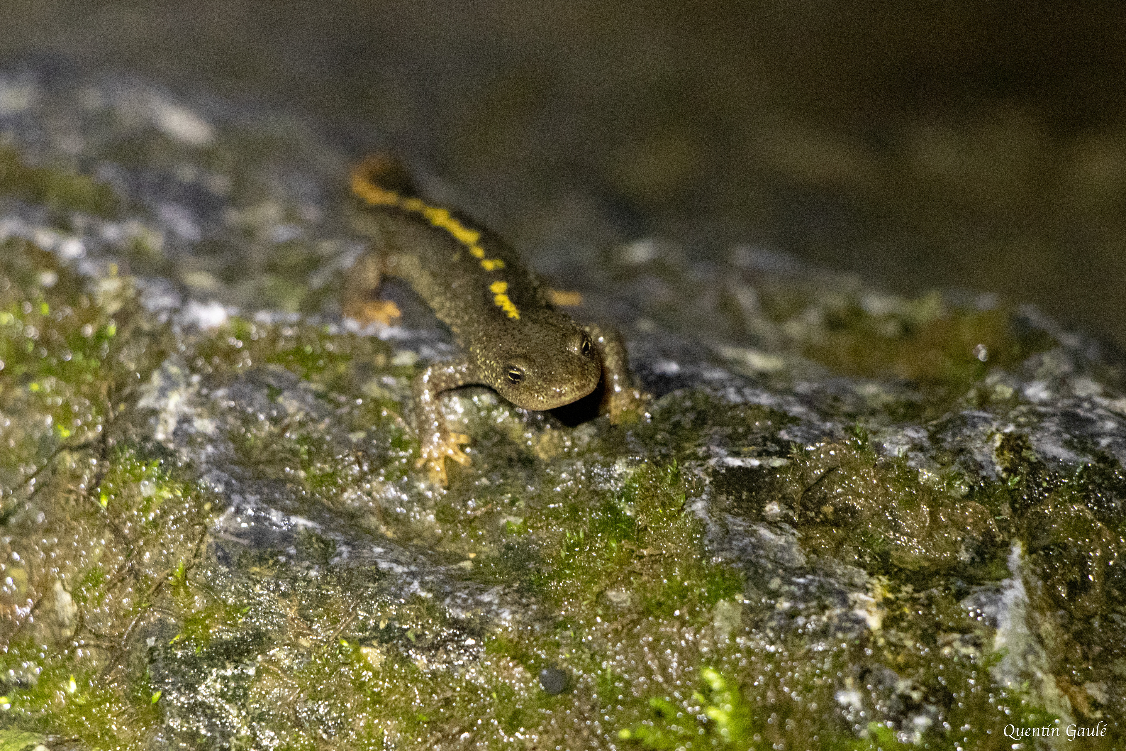Calotriton des Pyrénées (Calotriton asper) - Sarrance (64)