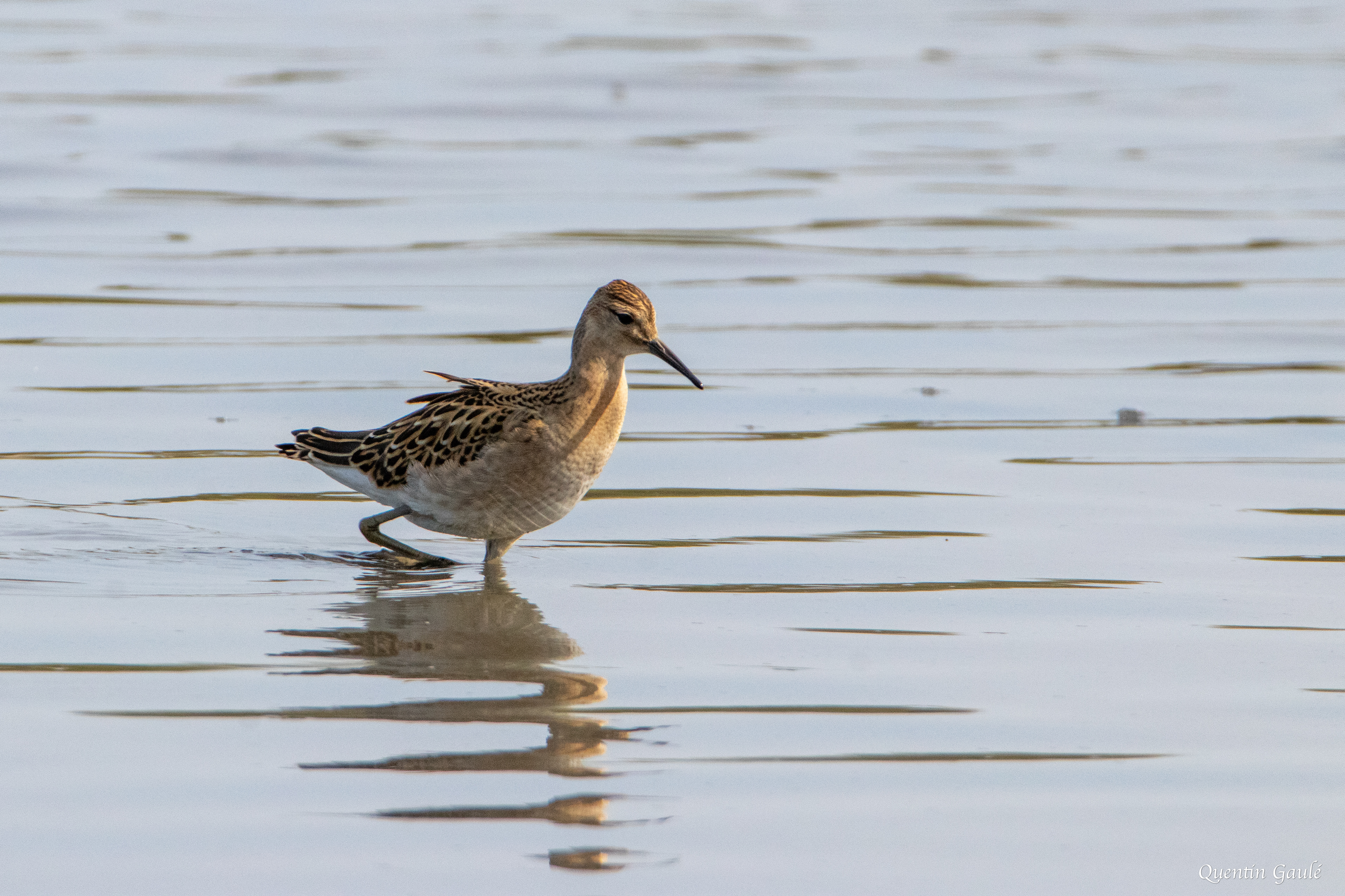 Combattant varié (Calidris pugnax) - Réserve ornithologique du Teich (33)