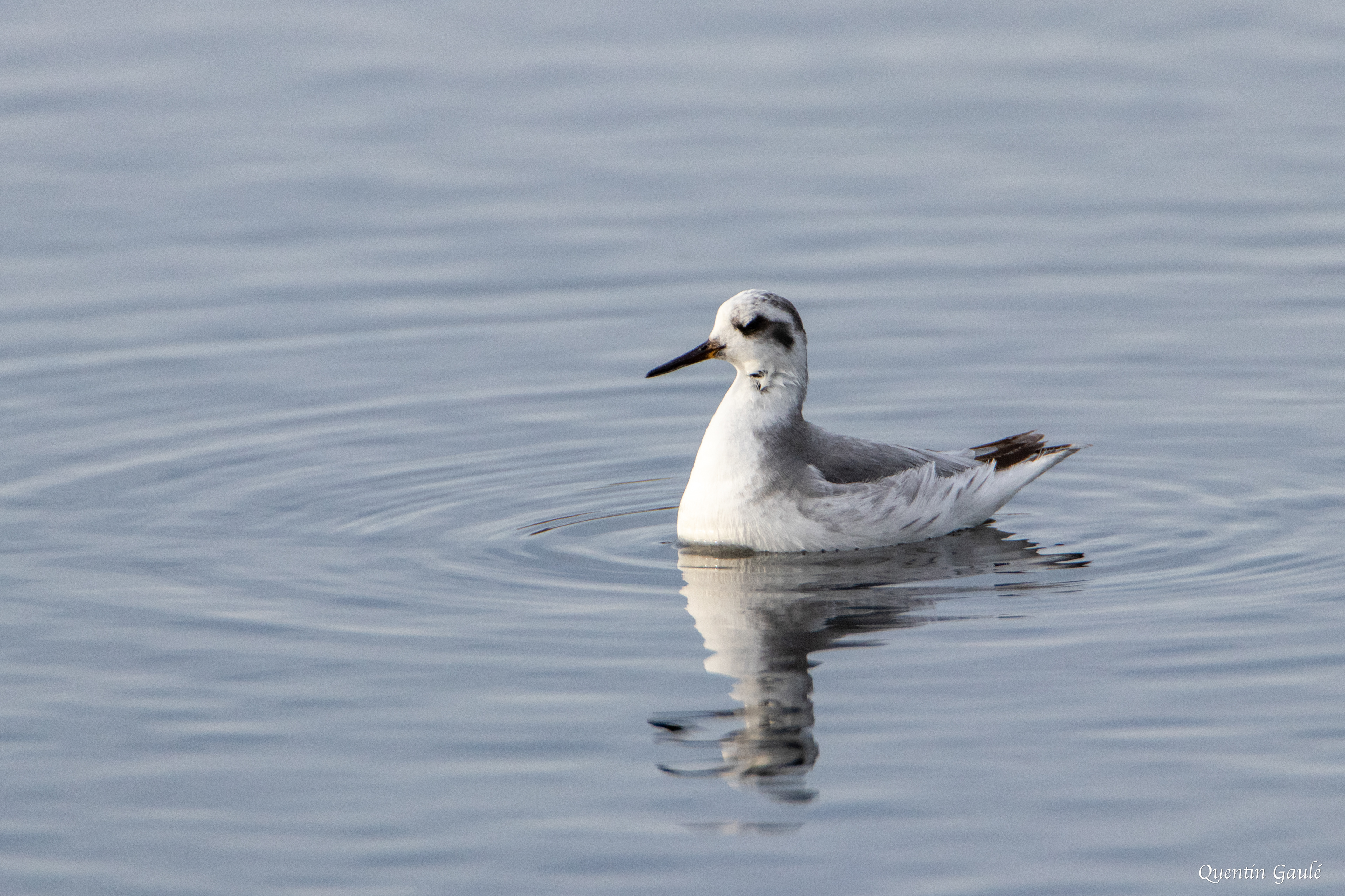 Phalarope à bec large (Phalaropus fulicarius) - Capbreton (40)