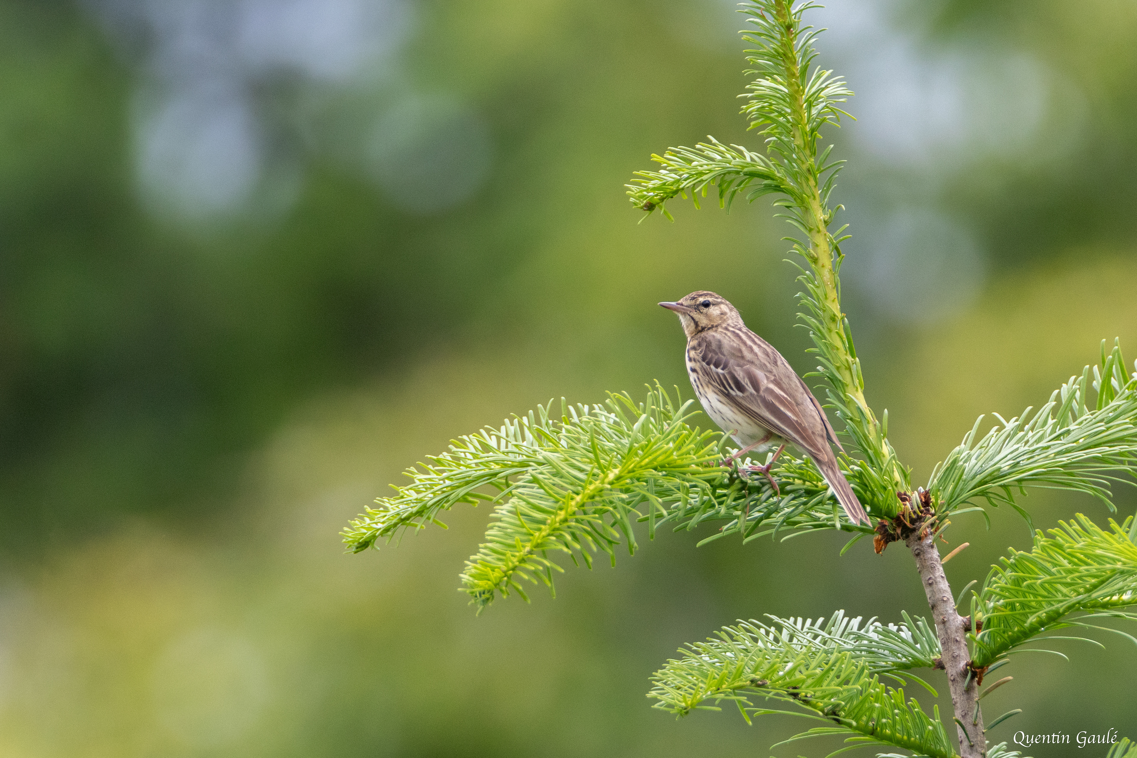 Pipit des arbres (Anthus trivialis) - Saint-Martin-Château, Creuse (23)