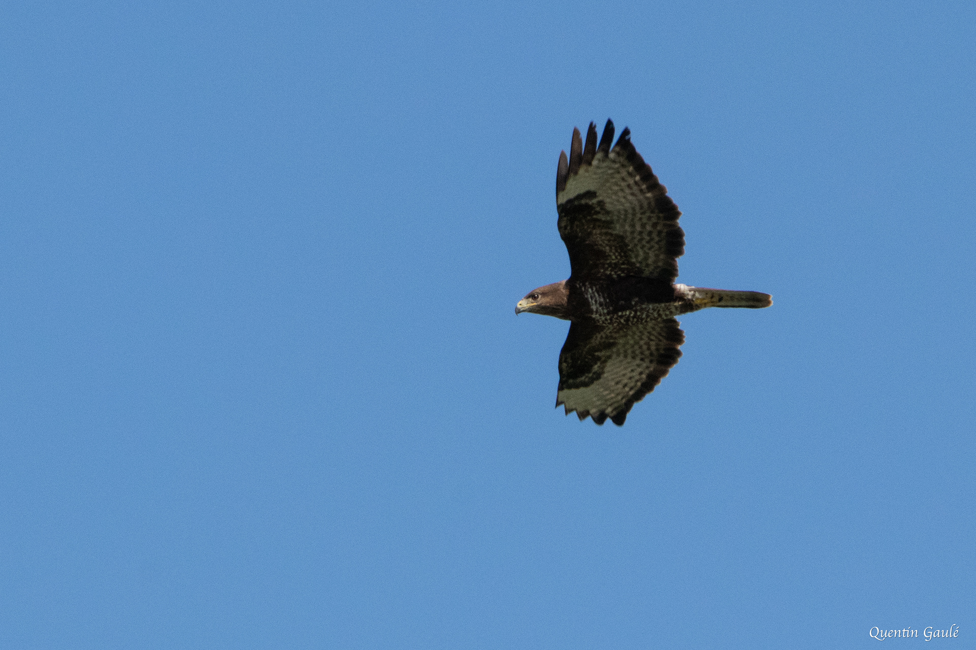 Buse variable (Buteo buteo) - Peigney, Haute-Marne (52)