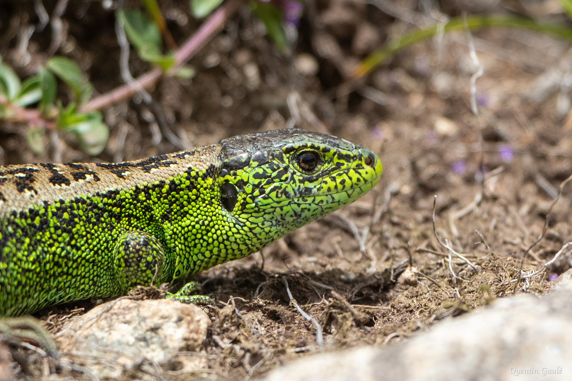 Lézard des souches (Lacerta agilis) - Col de Puymorens, Porté-Puymorens, Pyrénées-Orientales (66)