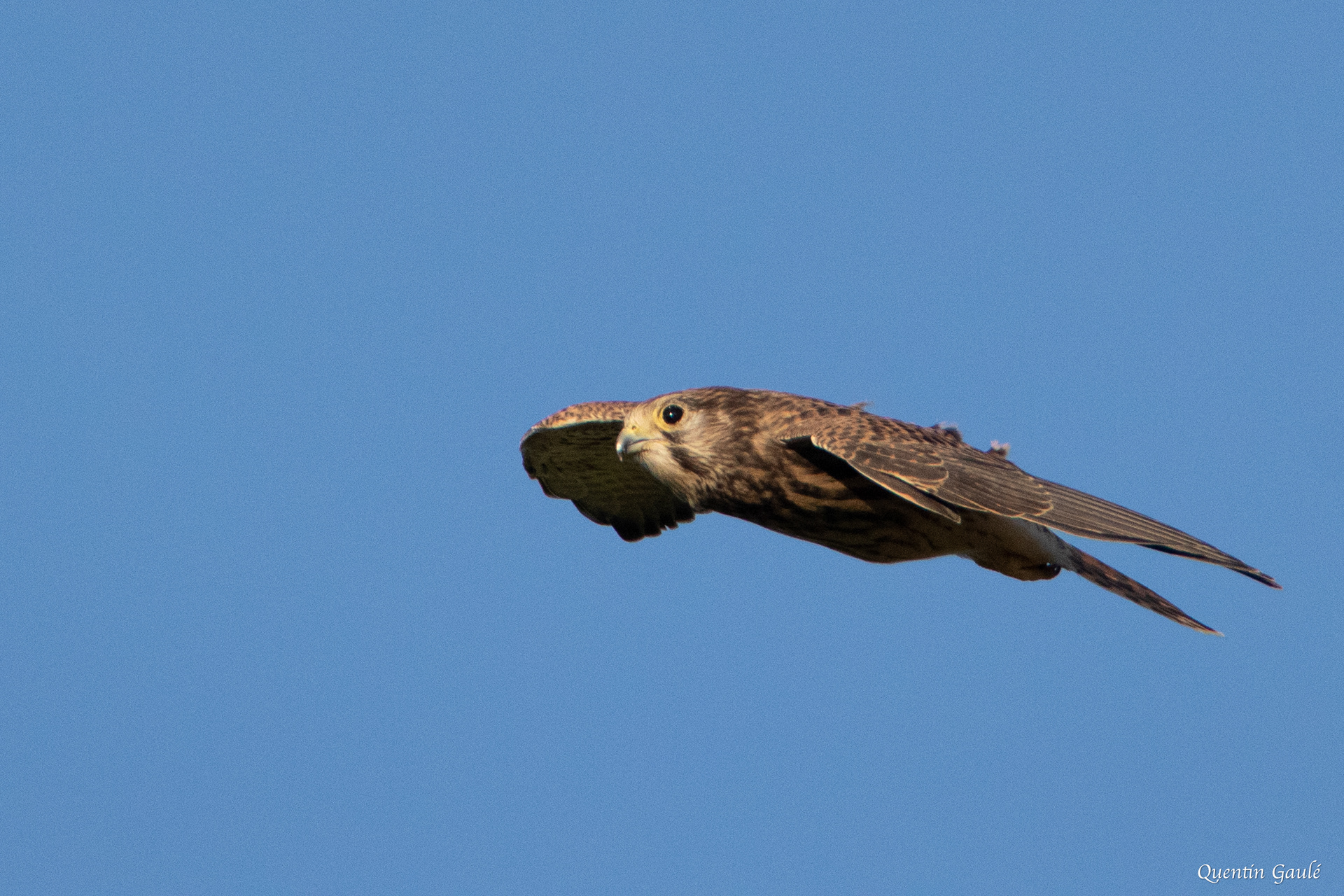 Faucon crécerelle (Falco tinnunculus) - Parignargues, Gard (30)