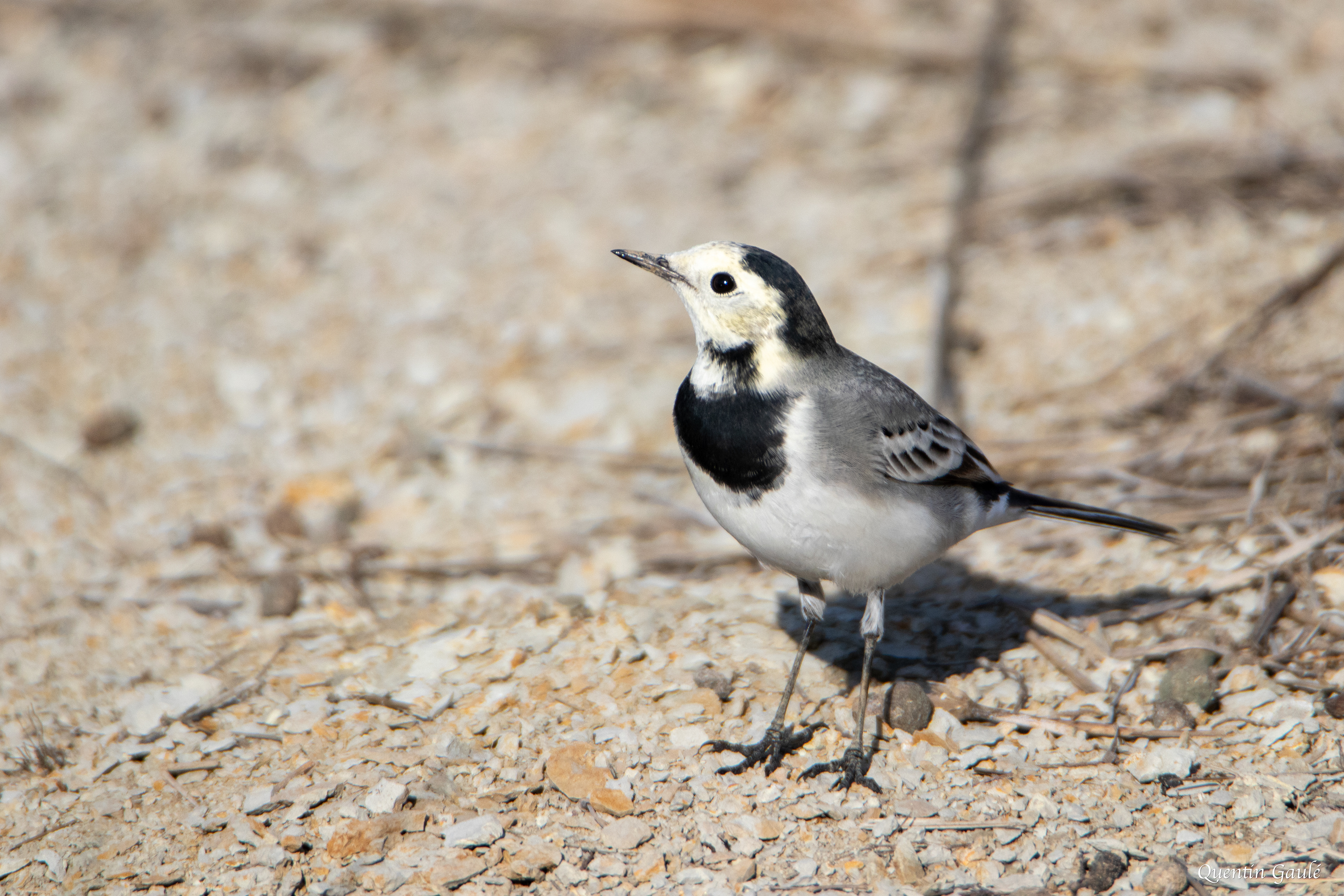 Bergeronnette grise (Motacilla alba) - Réserve ornithologique du Teich, Gironde (33)
