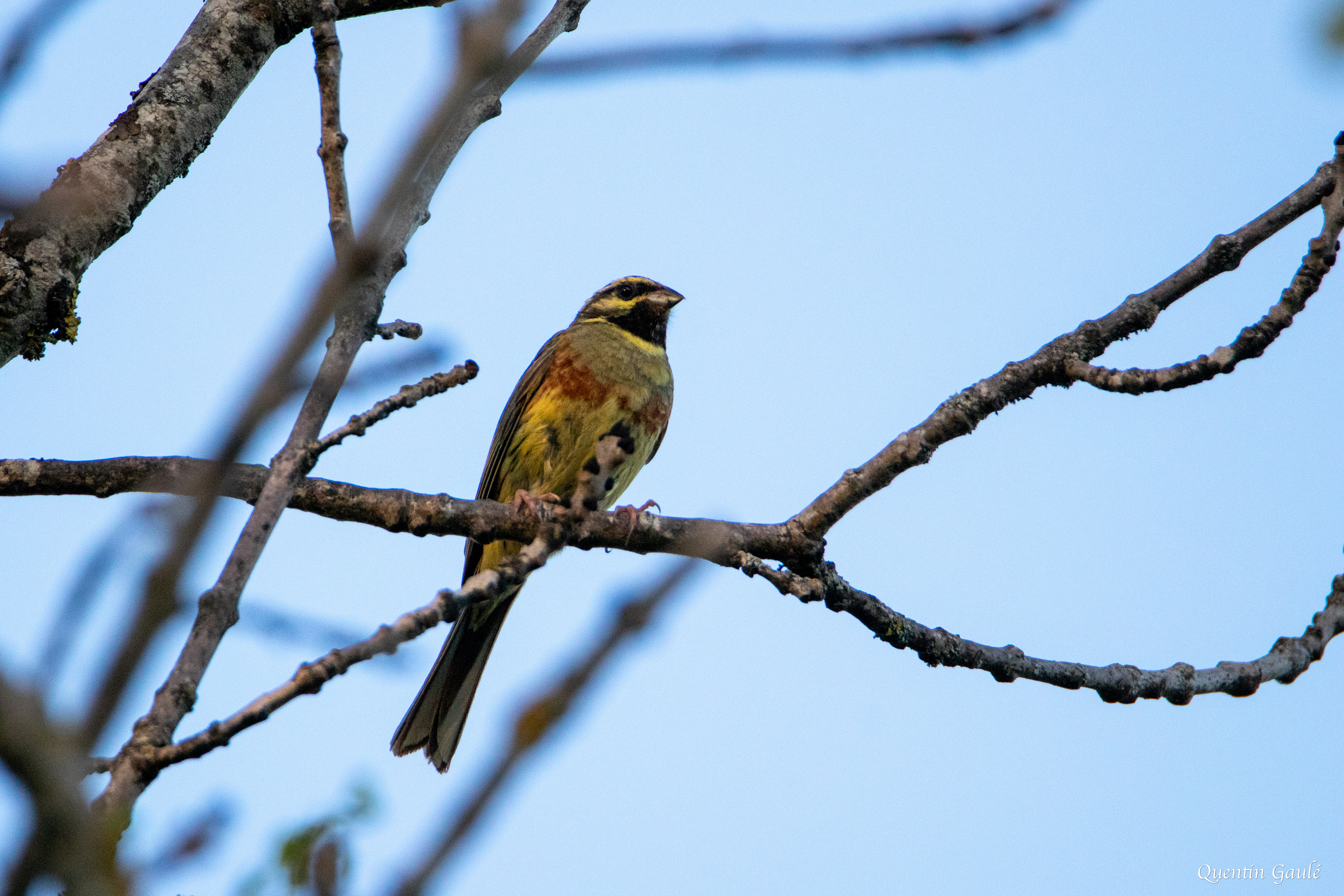 Bruant zizi (Emberiza cirlus) - Saint-Laurent-la-Roche, Jura (39)