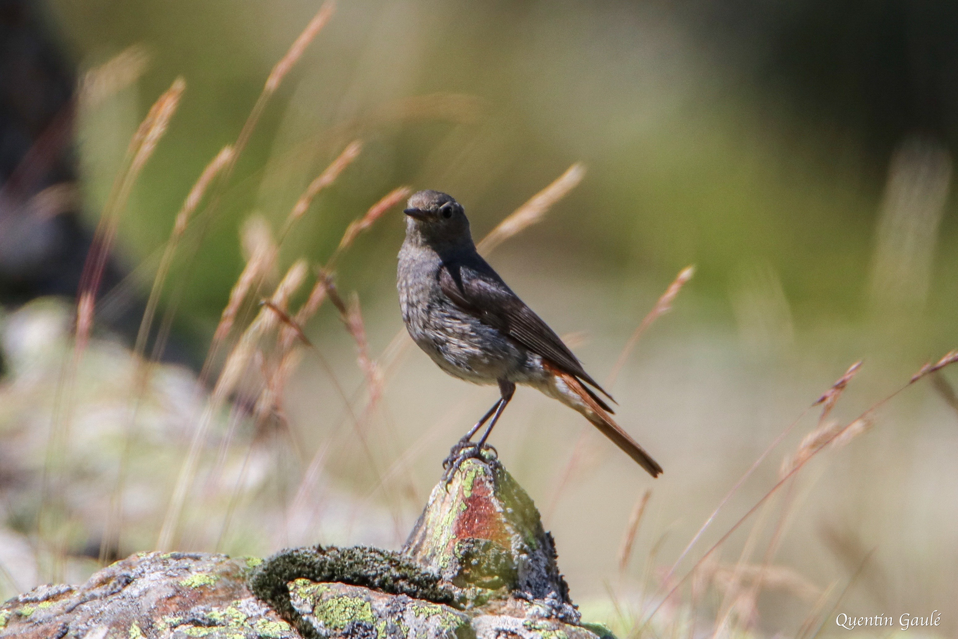 Rougequeue noir (Phoenicurus ochruros) - Gèdre (65)