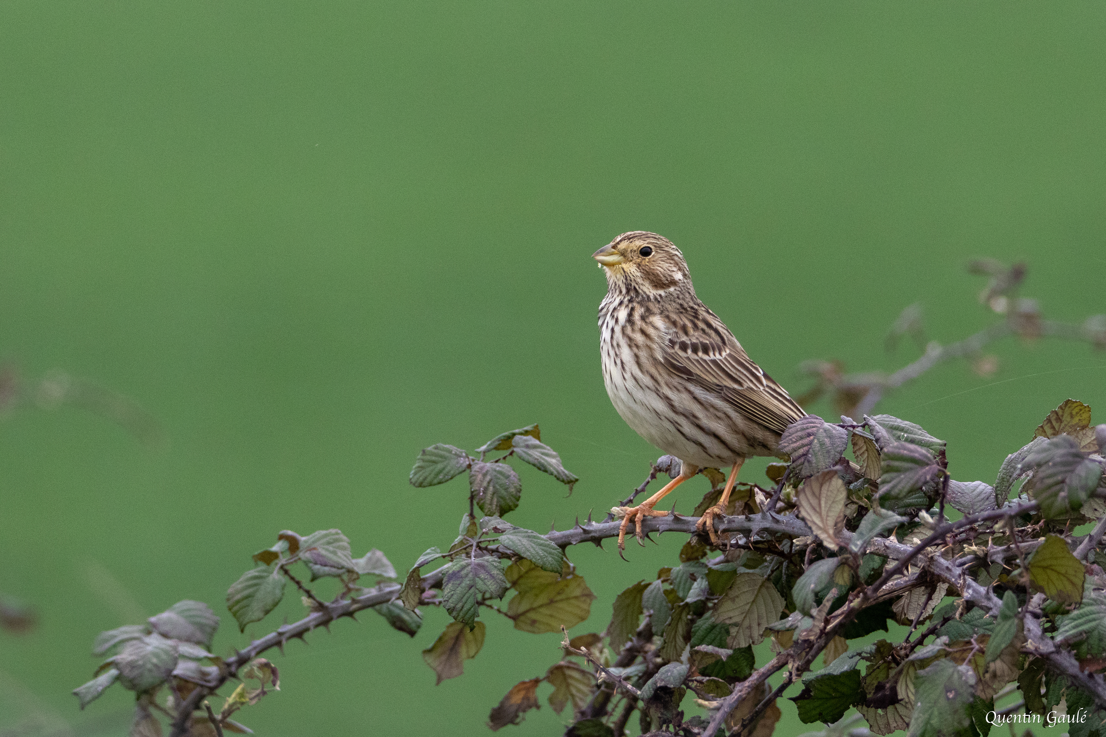Bruant proyer (Emberiza calandra) - Nanteuil-en-Vallée, Charente (16)