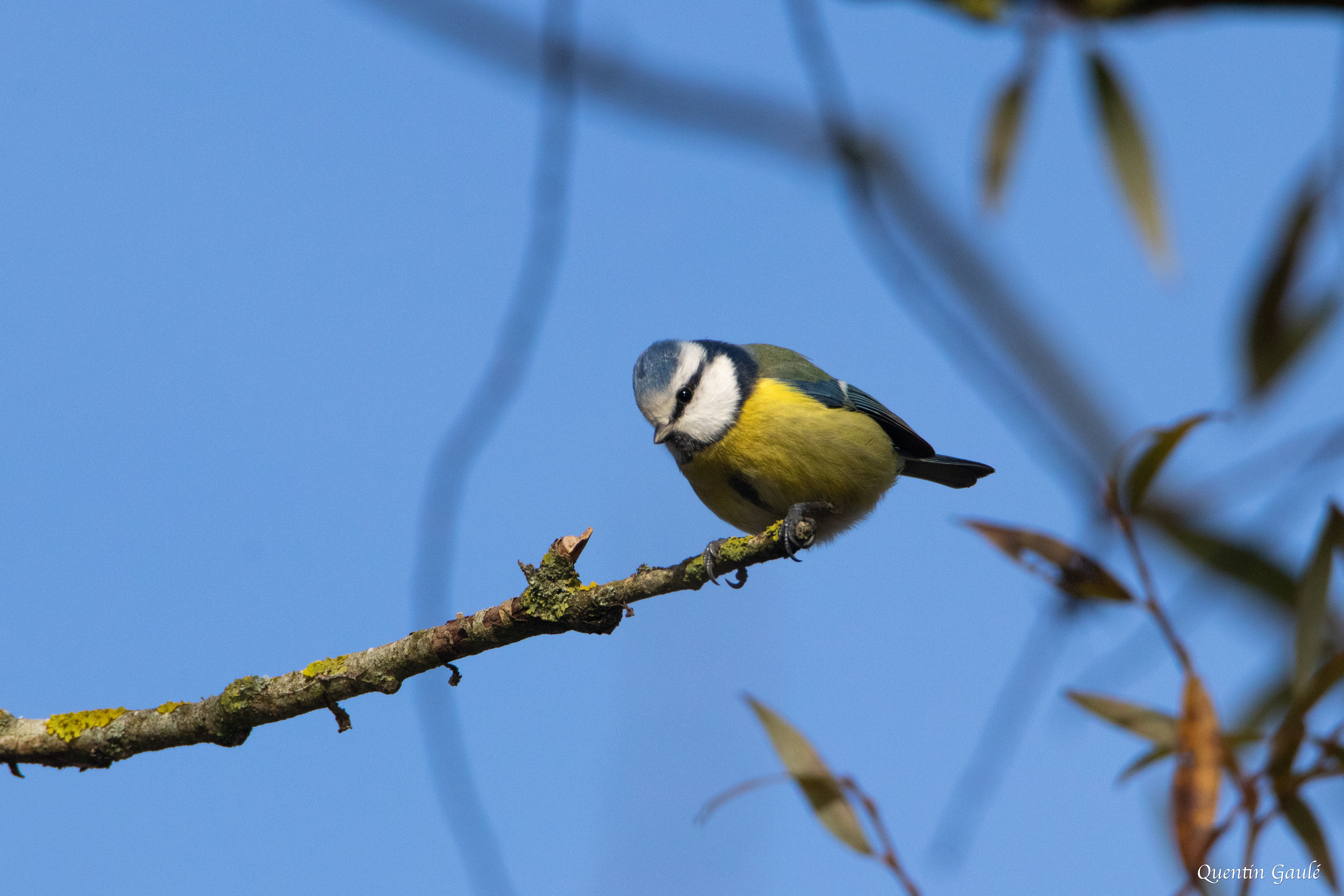 Mésange bleue (Cyanistes caeruleus) - Langres (52)