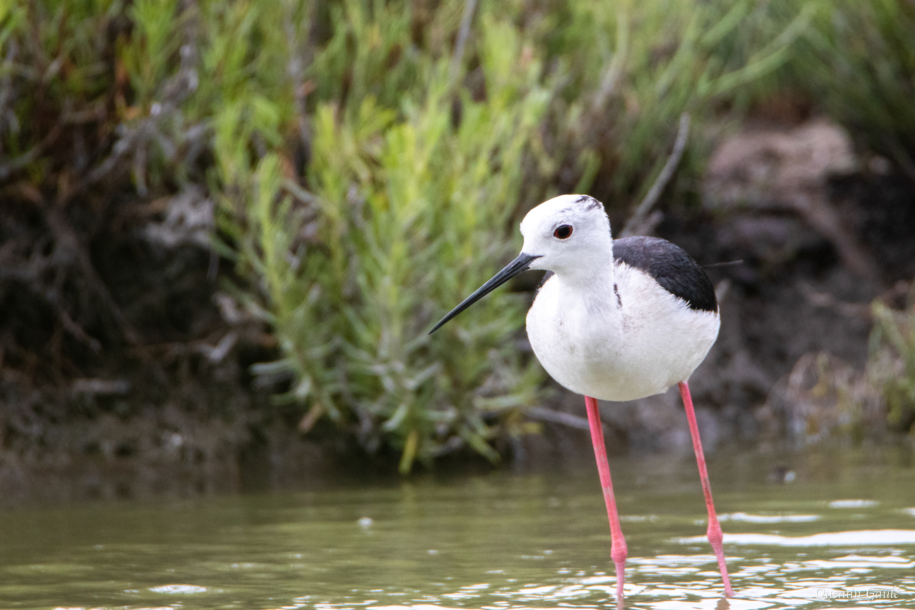 Échasse blanche (Himantopus himantopus) - Parc ornithologique du Pont de Gau, Bouches-du-Rhône (13)