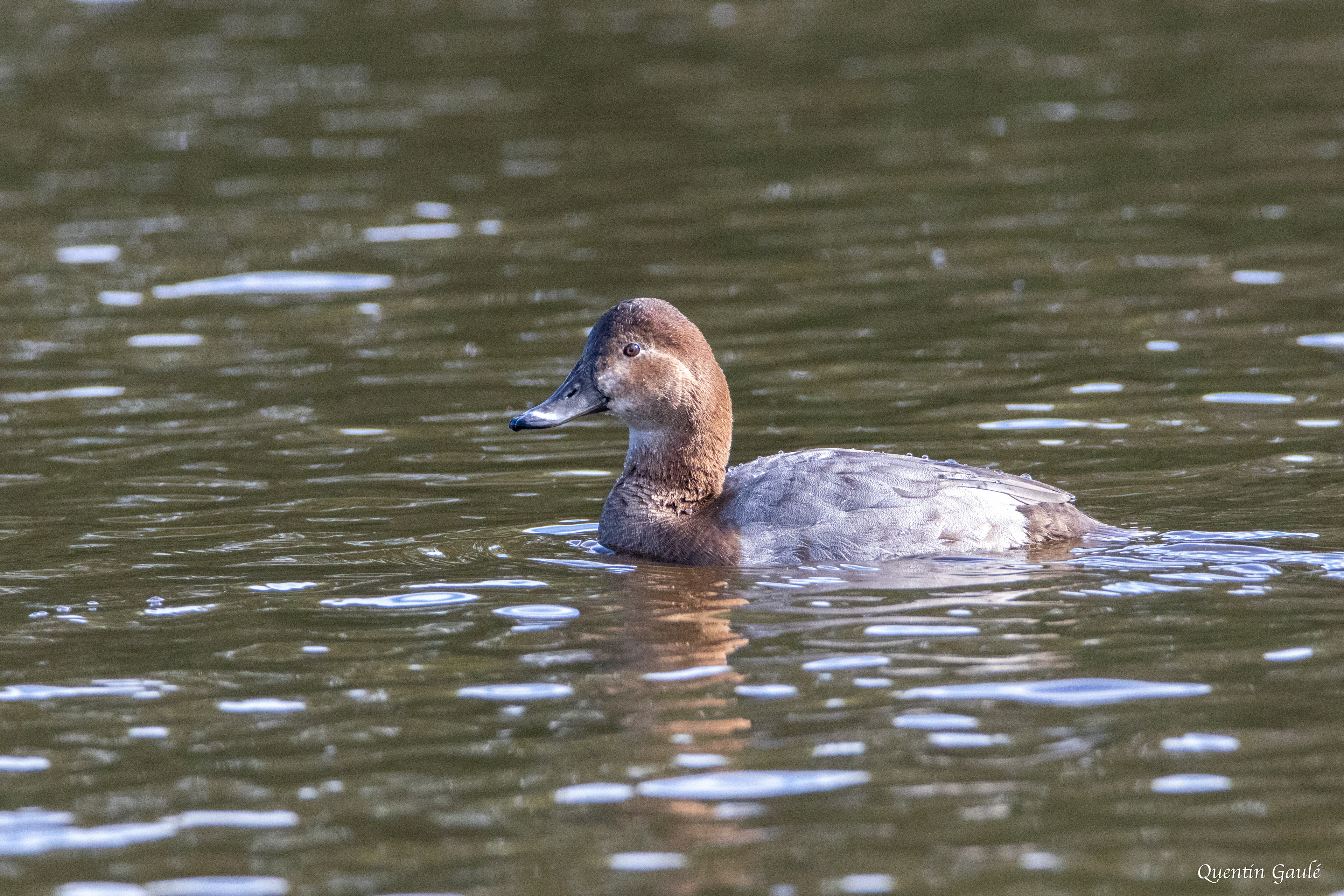 Fuligule milouin (Aythya ferina) - Parc écologique de Plaiundi, Irun (Pays-Basque espagnol)