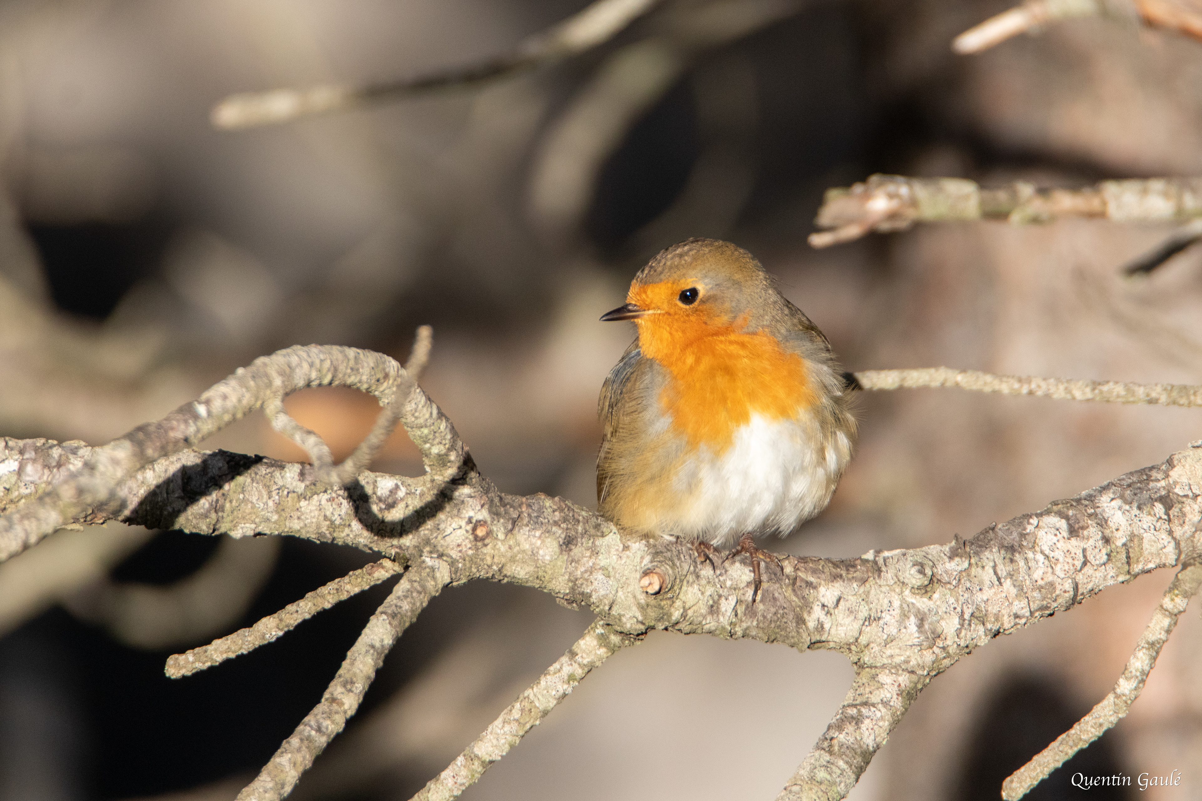 Rouge-gorge familier (Erithacus rubecula) - La Pierre Saint-Martin, Arette (64)